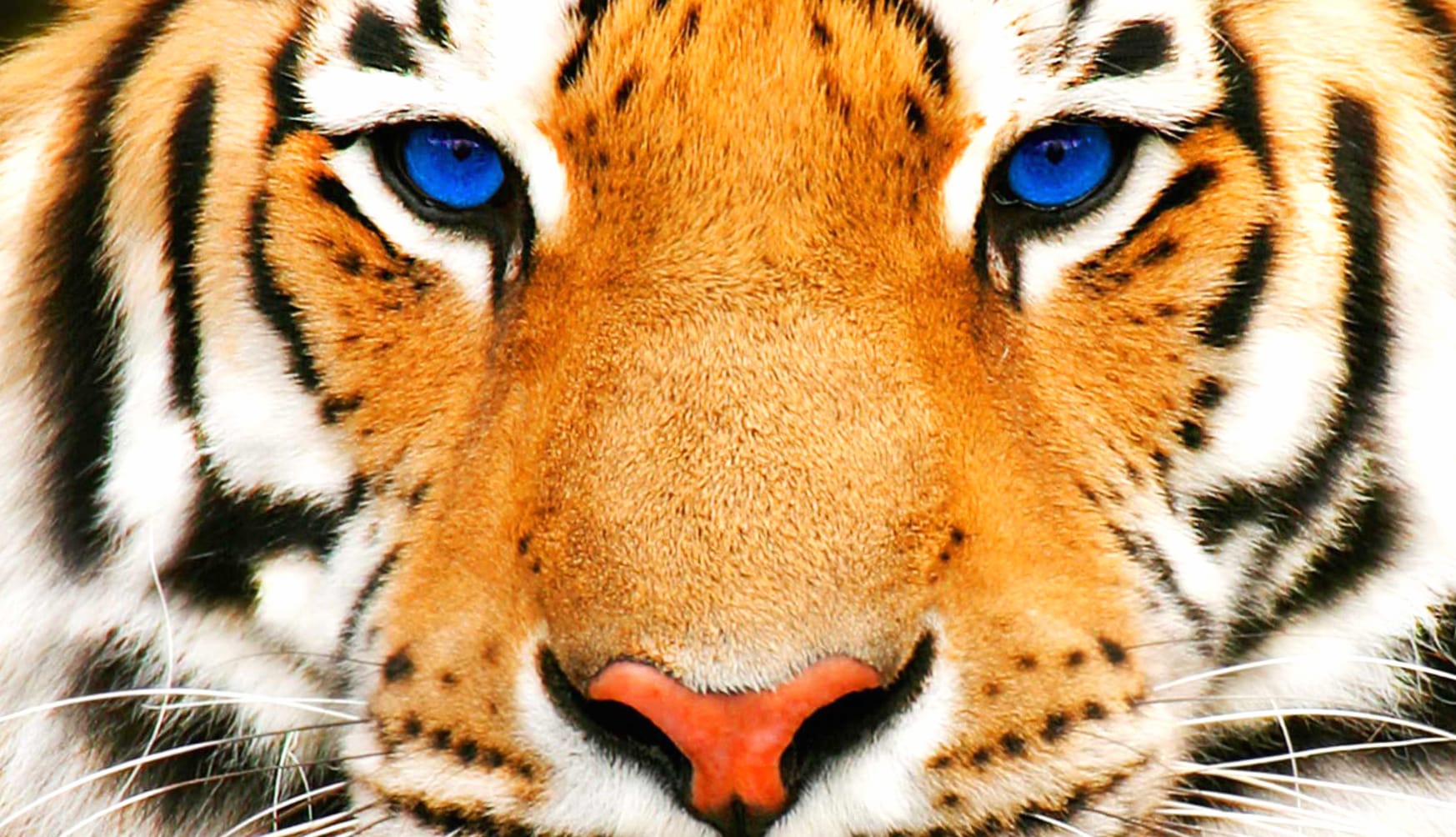 Stunning of a Majestic Tiger at 1024 x 1024 iPad size wallpapers HD quality