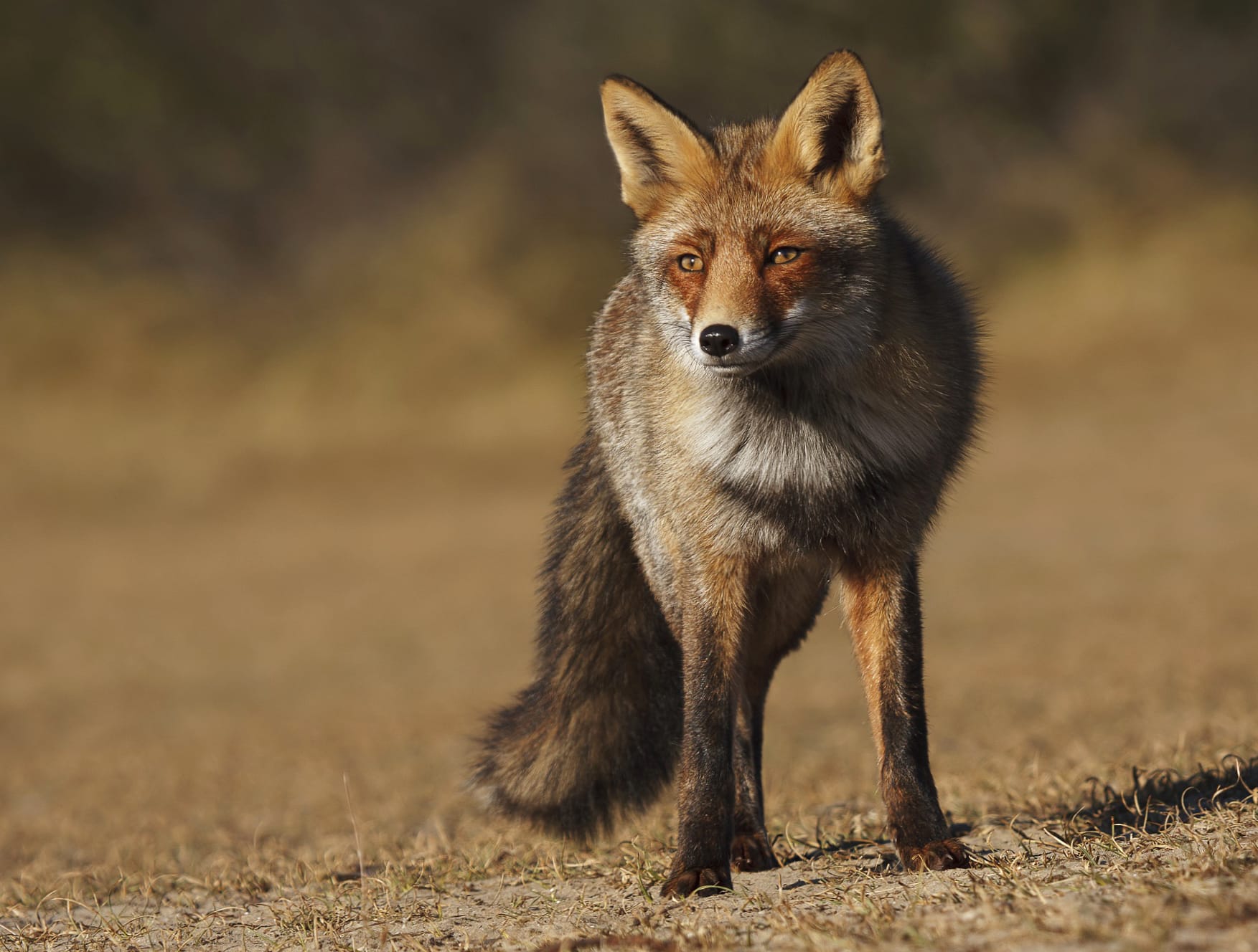 Stunning of a Staring Fox in Nature at 320 x 480 iPhone size wallpapers HD quality