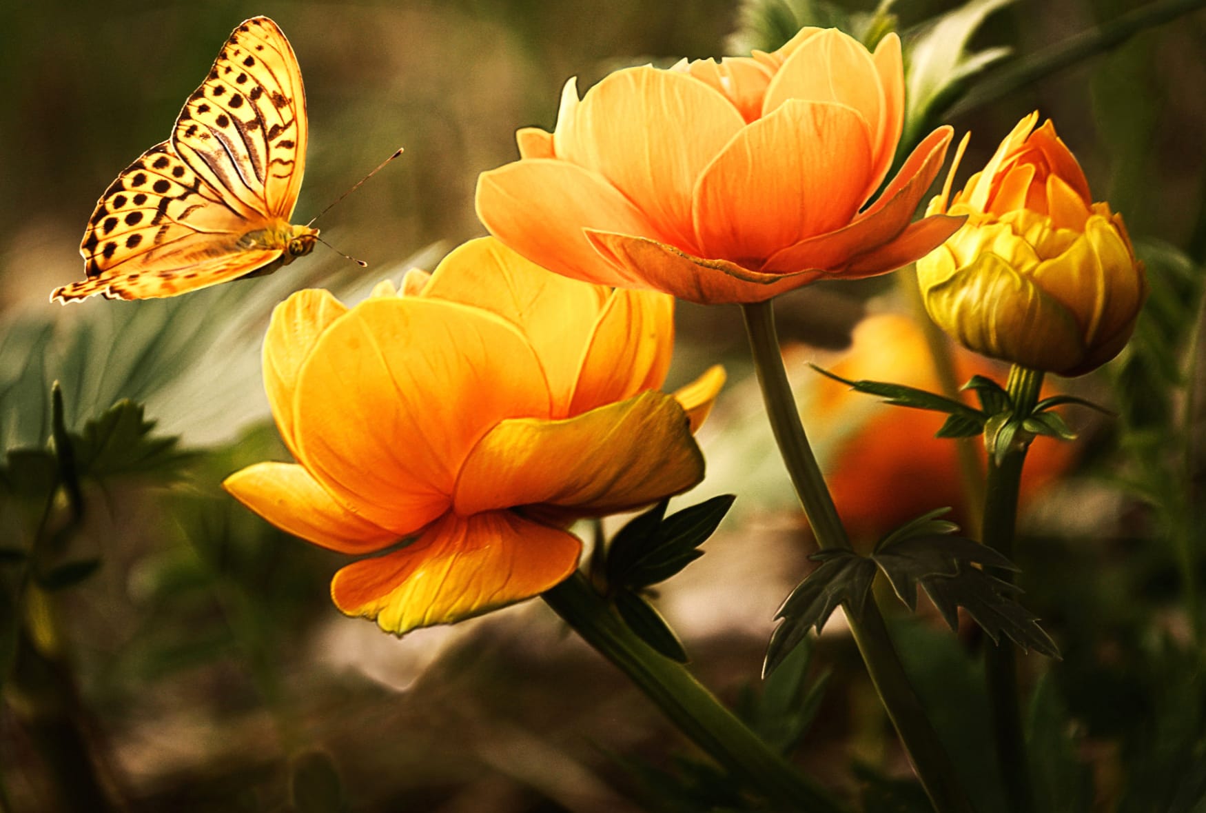 Stunning of Butterflies and Yellow Flowers at 1280 x 960 size wallpapers HD quality