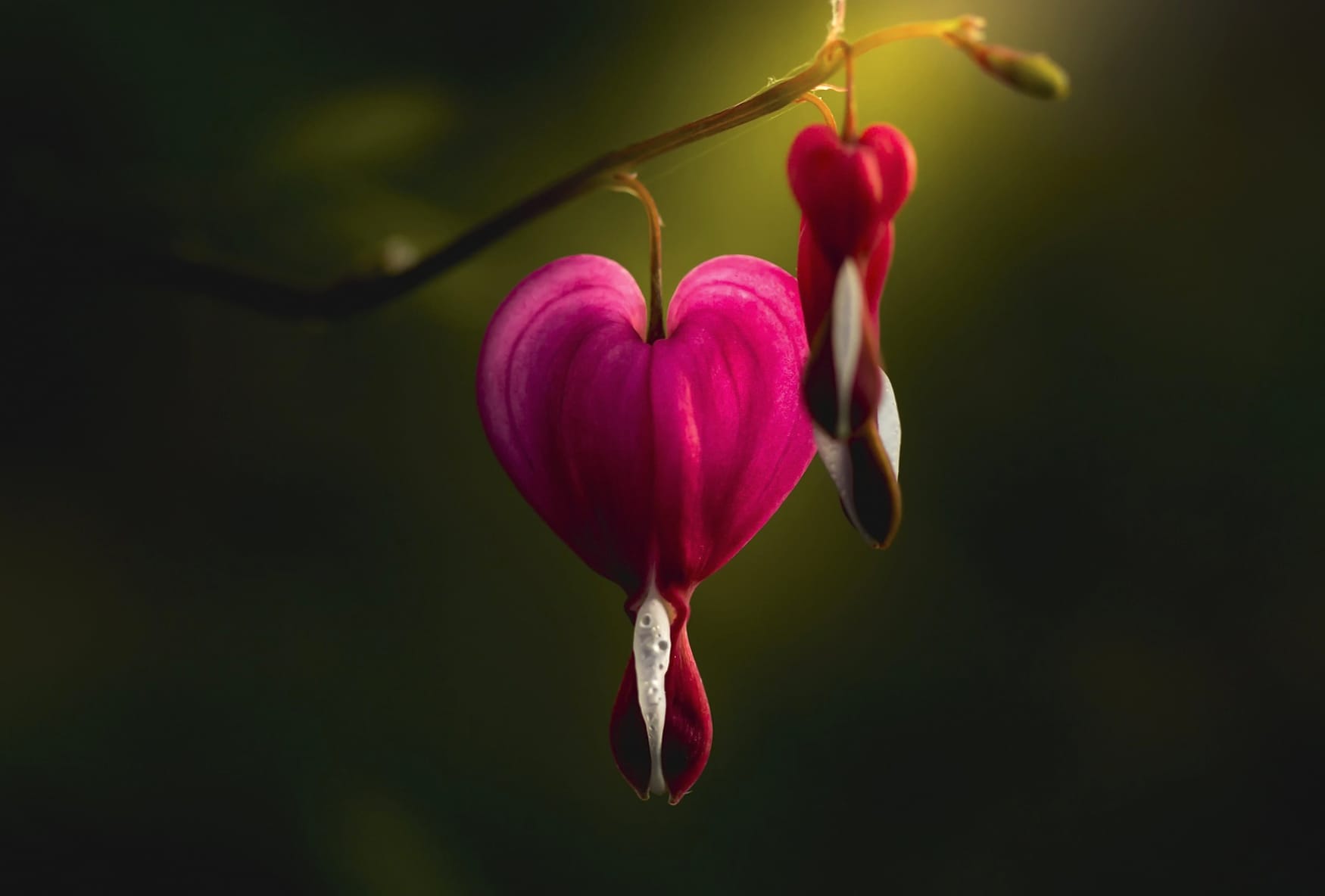 Stunning of Pink Bleeding Heart Flowers in Nature wallpapers HD quality