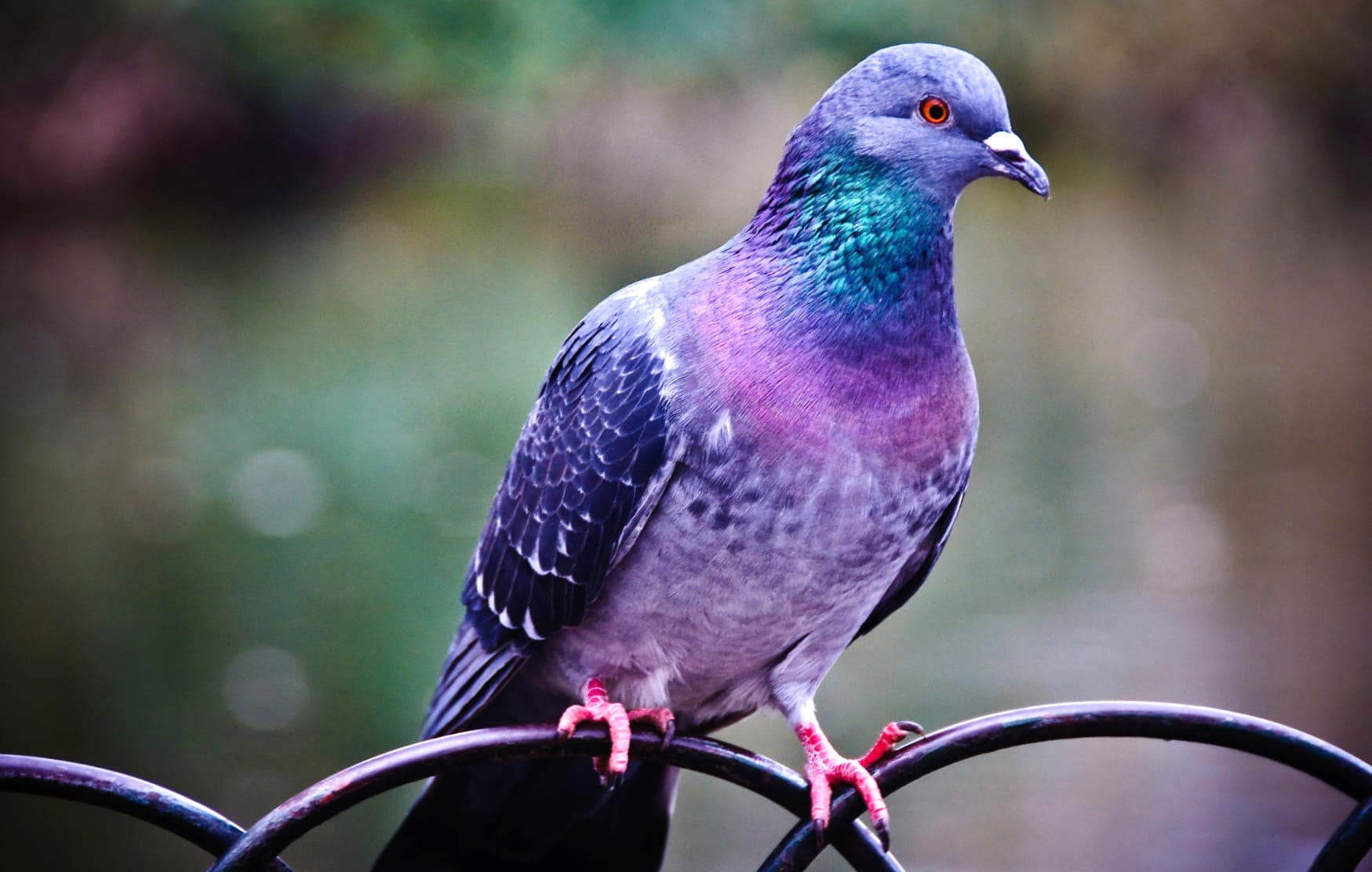 Stunning Pigeon at 1366 x 768 HD size wallpapers HD quality