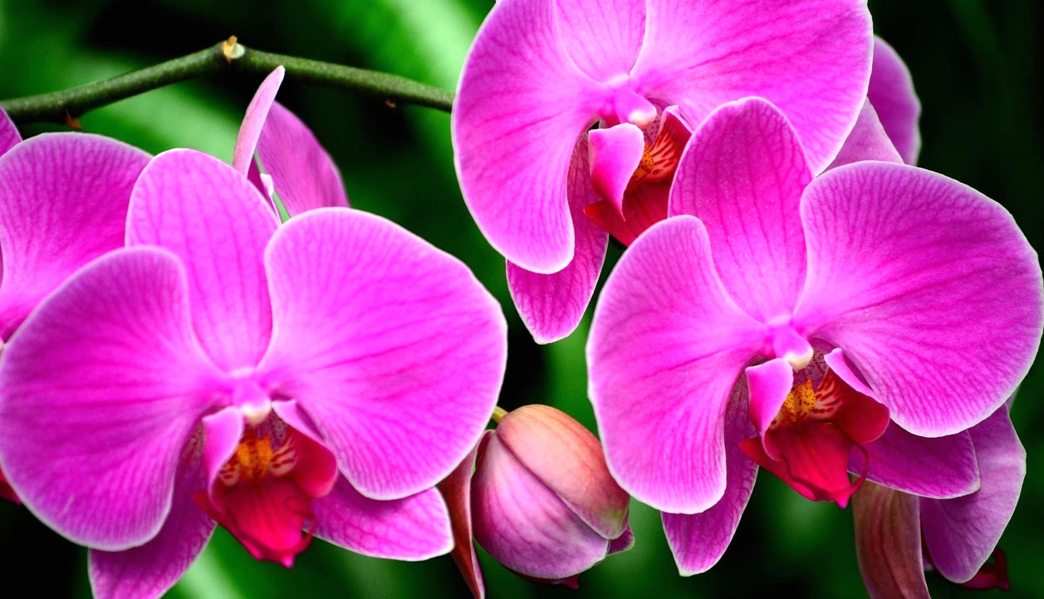 Stunning Pink Orchid A HD Nature Wallpaper wallpapers HD quality