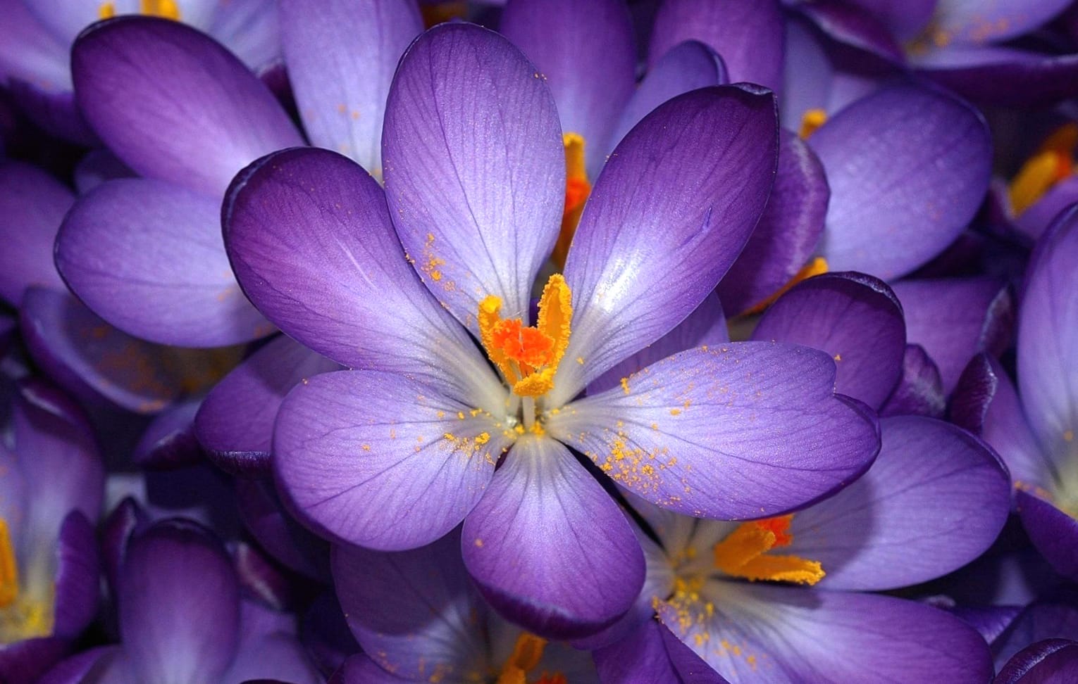 Stunning Purple Crocus wallpapers HD quality