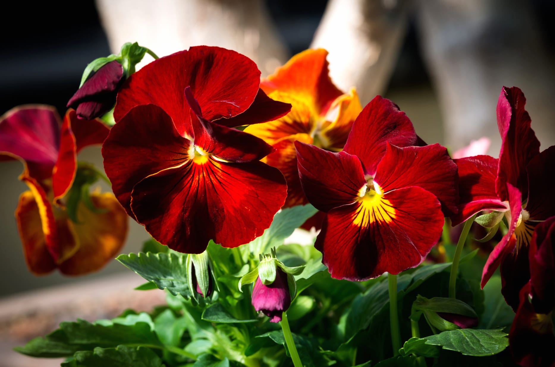 Stunning Red Pansy at 320 x 480 iPhone size wallpapers HD quality