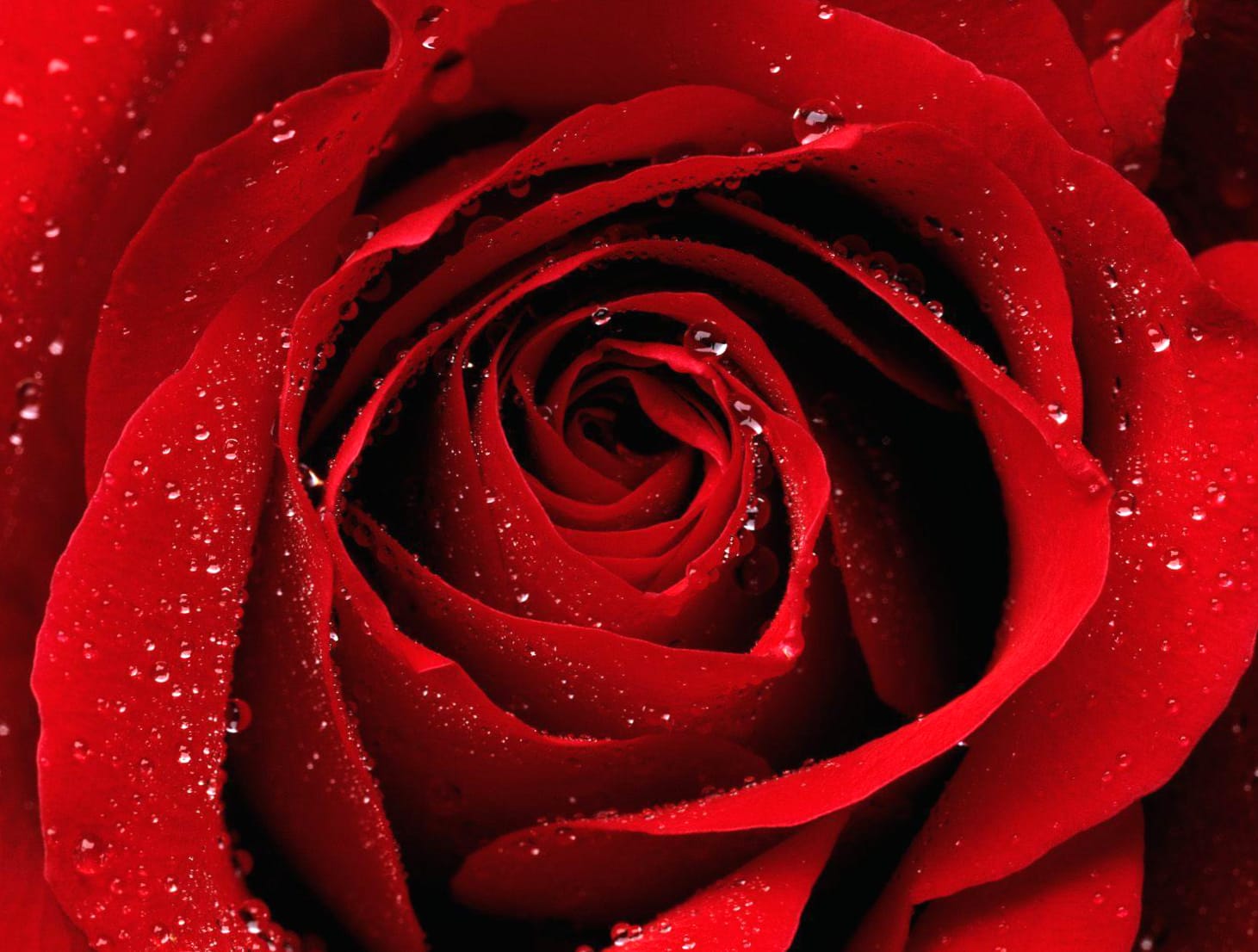 Stunning Red Rose at 1152 x 864 size wallpapers HD quality