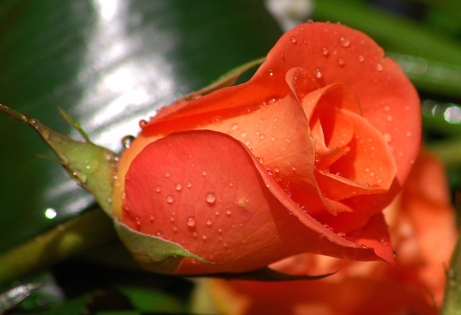 Stunning Red Rose Nature at 1680 x 945 HD size wallpapers HD quality