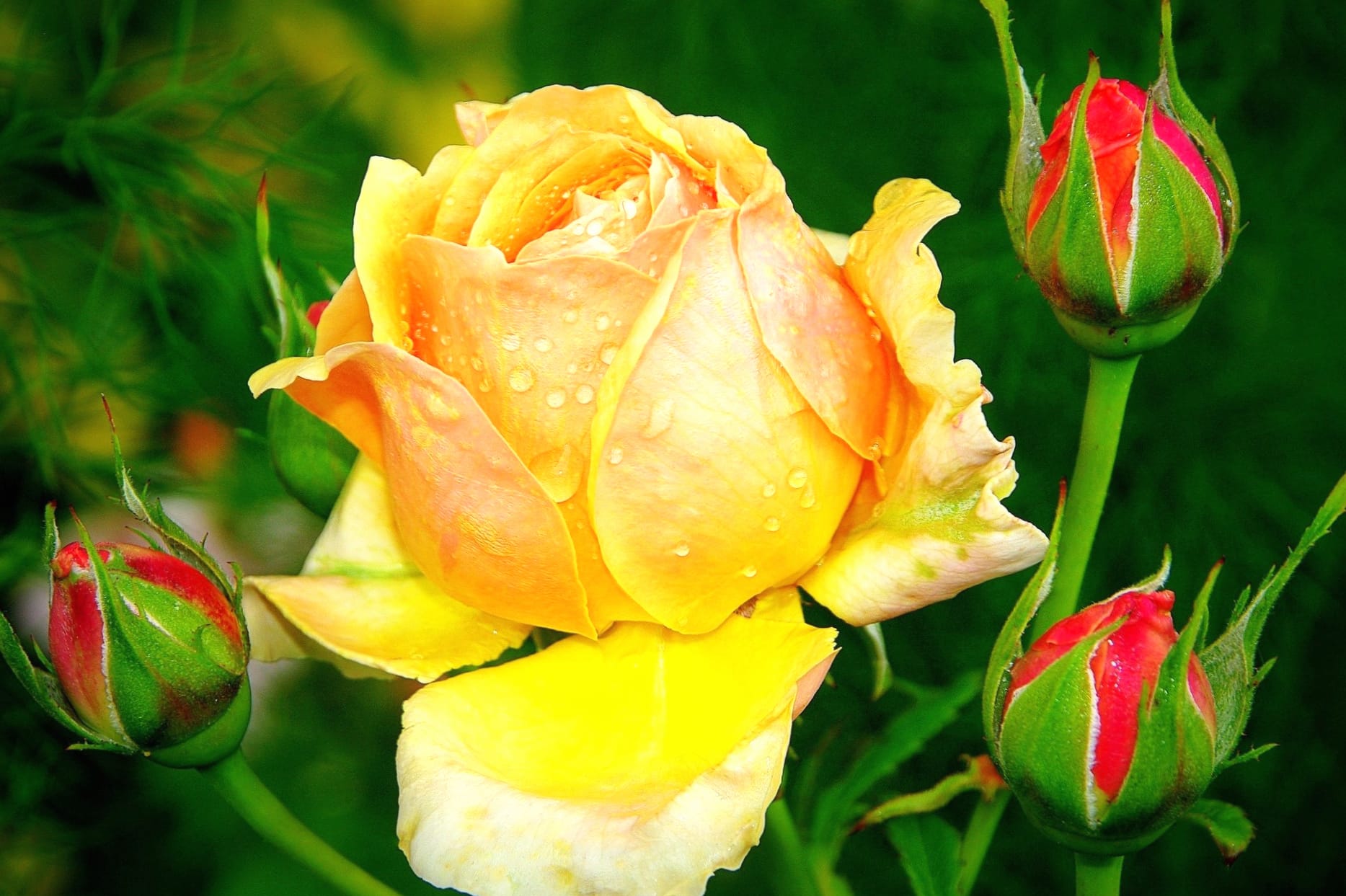 Stunning Rose Blossom at 1920 x 1080 HD size wallpapers HD quality