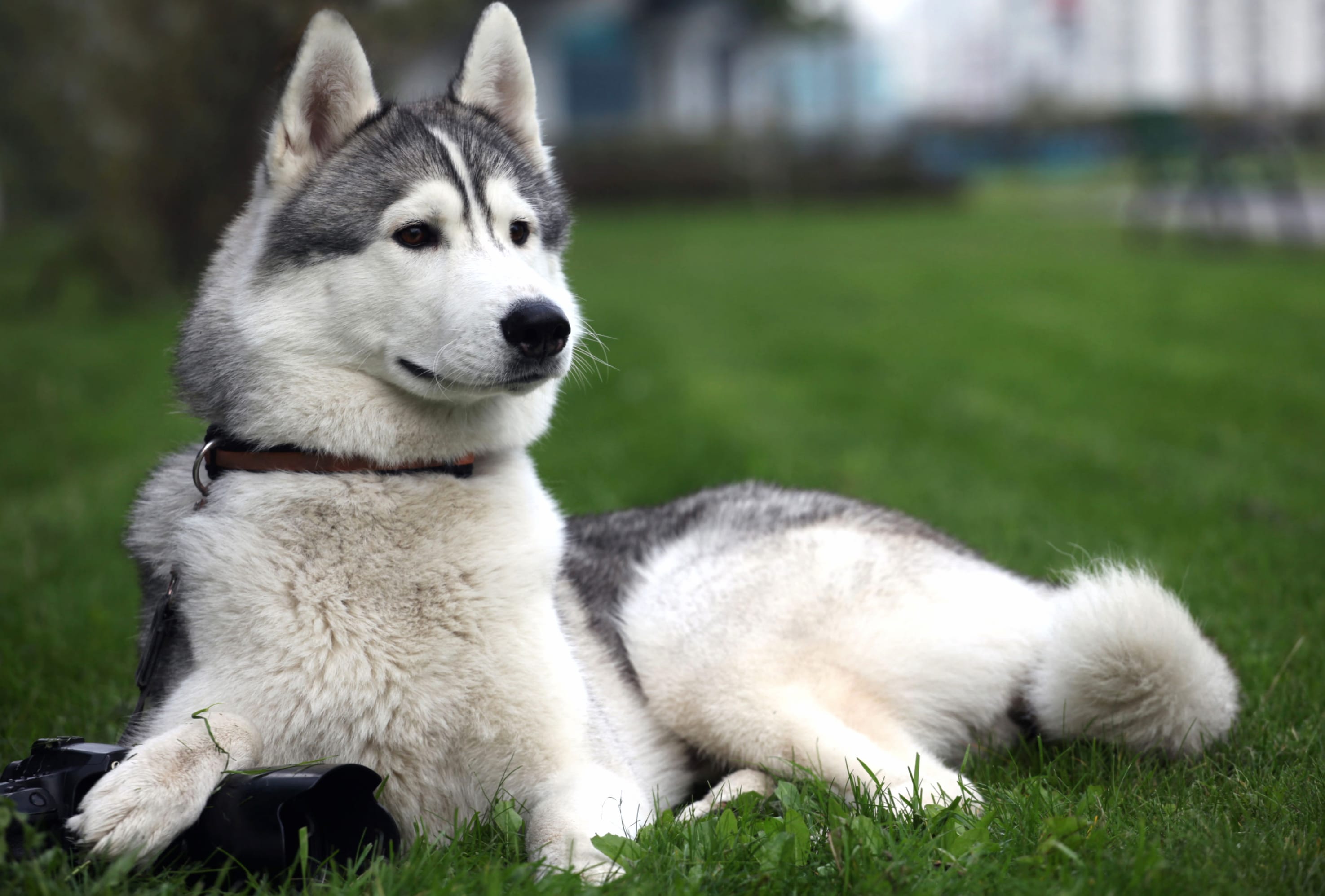 Stunning Siberian Husky wallpapers HD quality