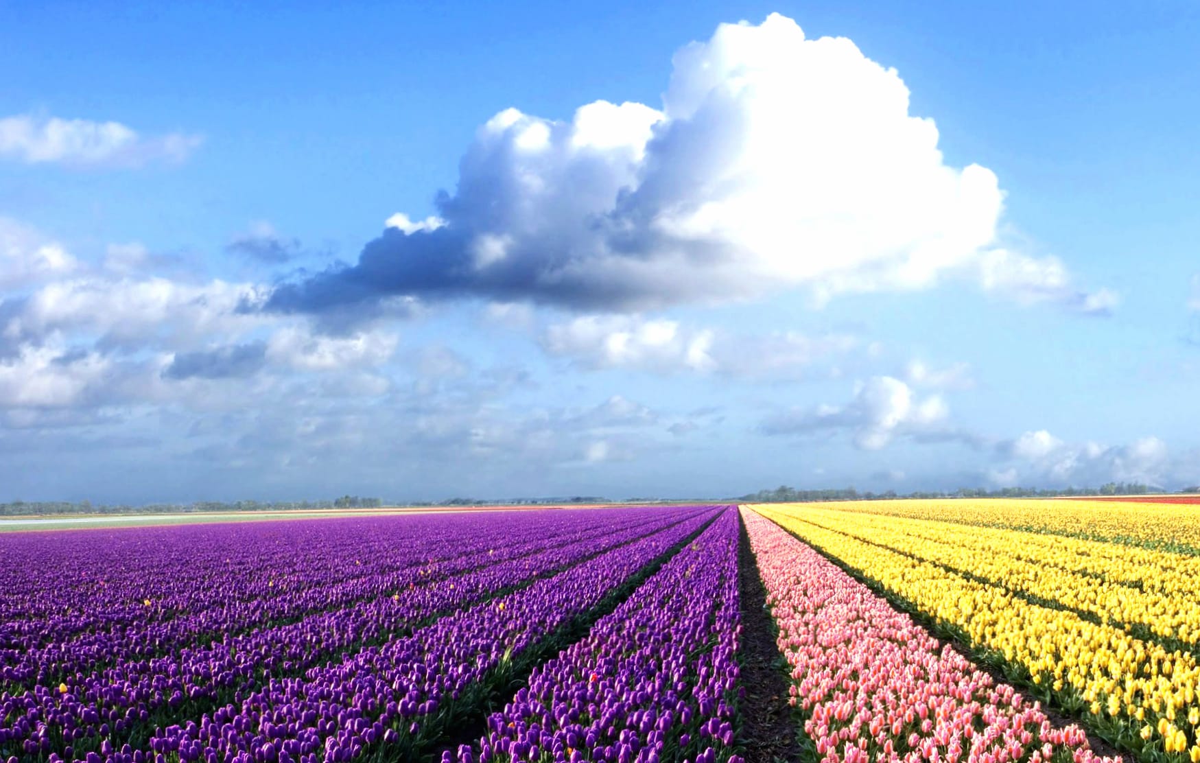 Stunning Tulip Fields Vibrant Nature in wallpapers HD quality