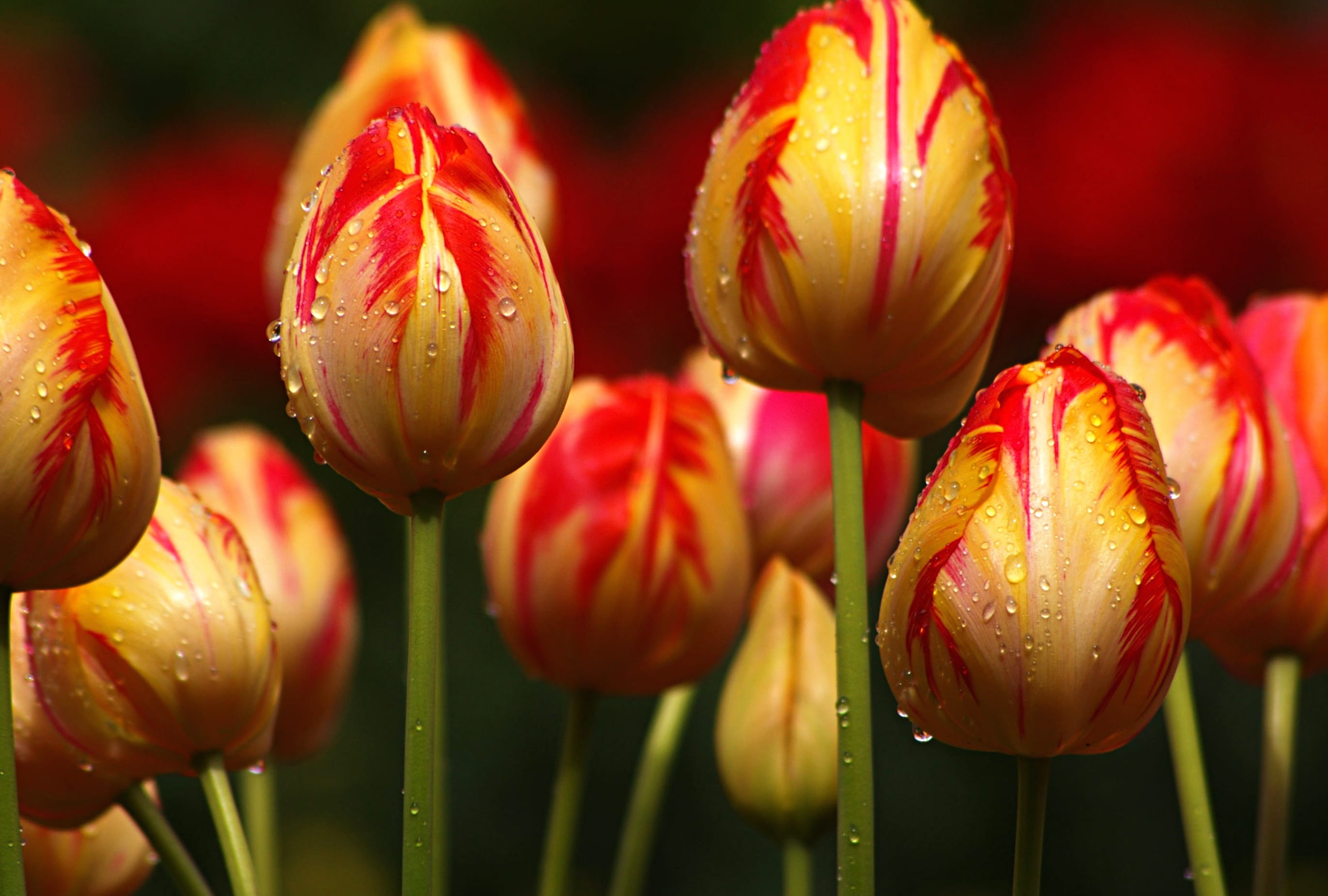 Stunning Tulip Macro - for Nature Lovers wallpapers HD quality