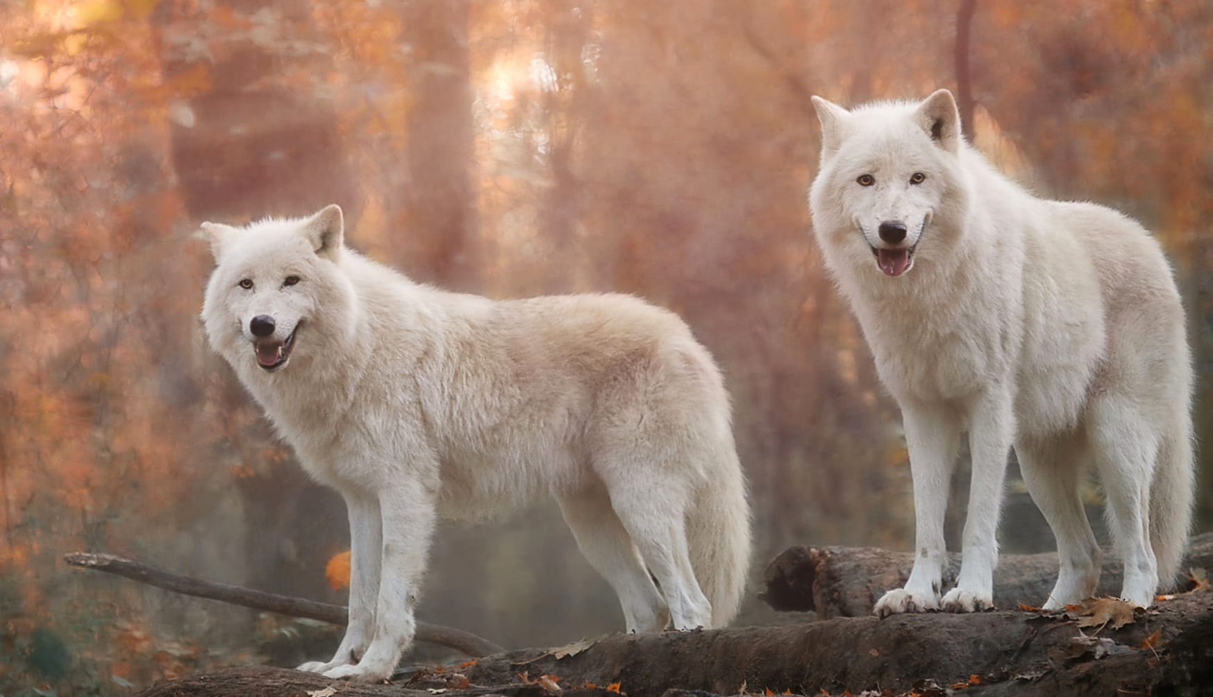 Stunning White Wolf Majestic Creatures of the Wild wallpapers HD quality