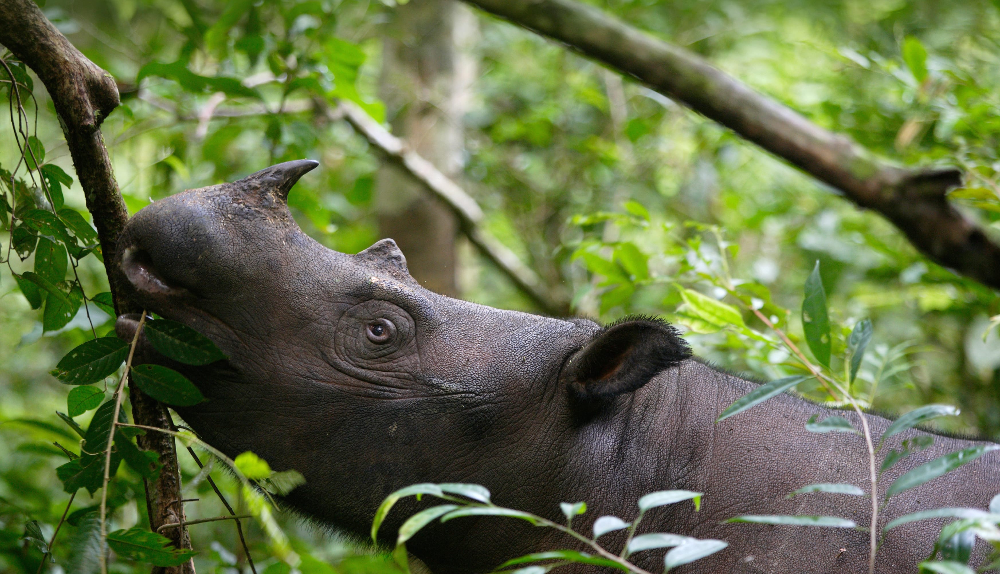 Sumatran Rhinoceros Animal Rhino at 1680 x 945 HD size wallpapers HD quality