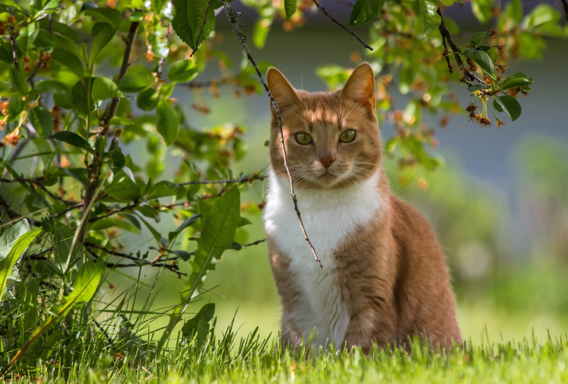 Summer Blur Grass Animal Cat wallpapers HD quality