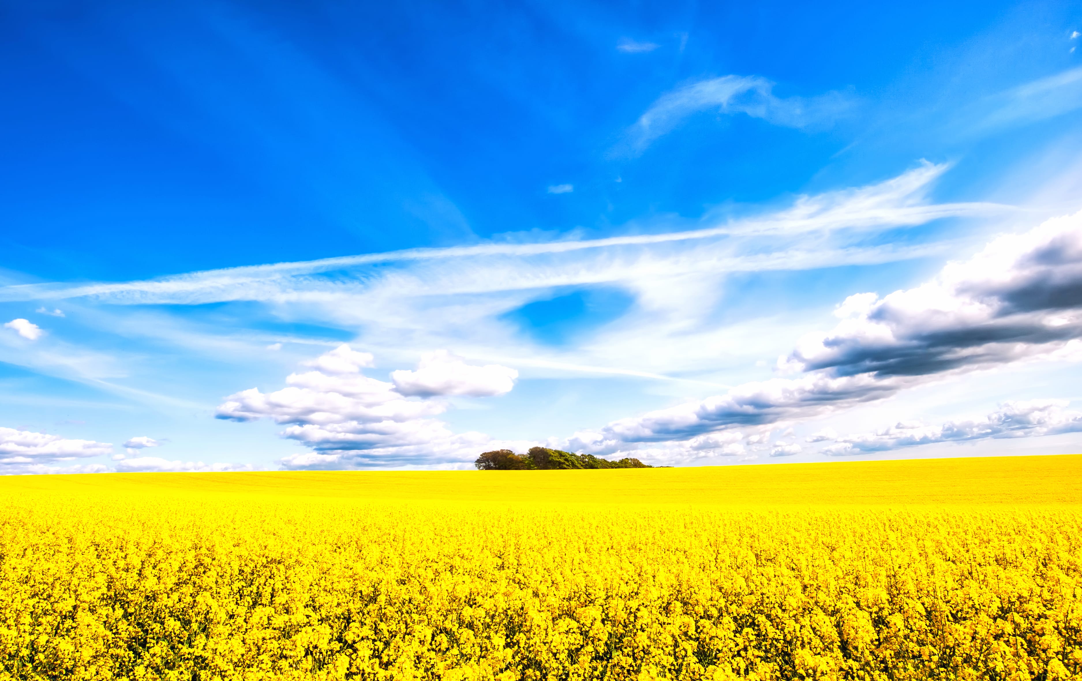 Summer Fields HD Yellow Flower Horizon wallpapers HD quality