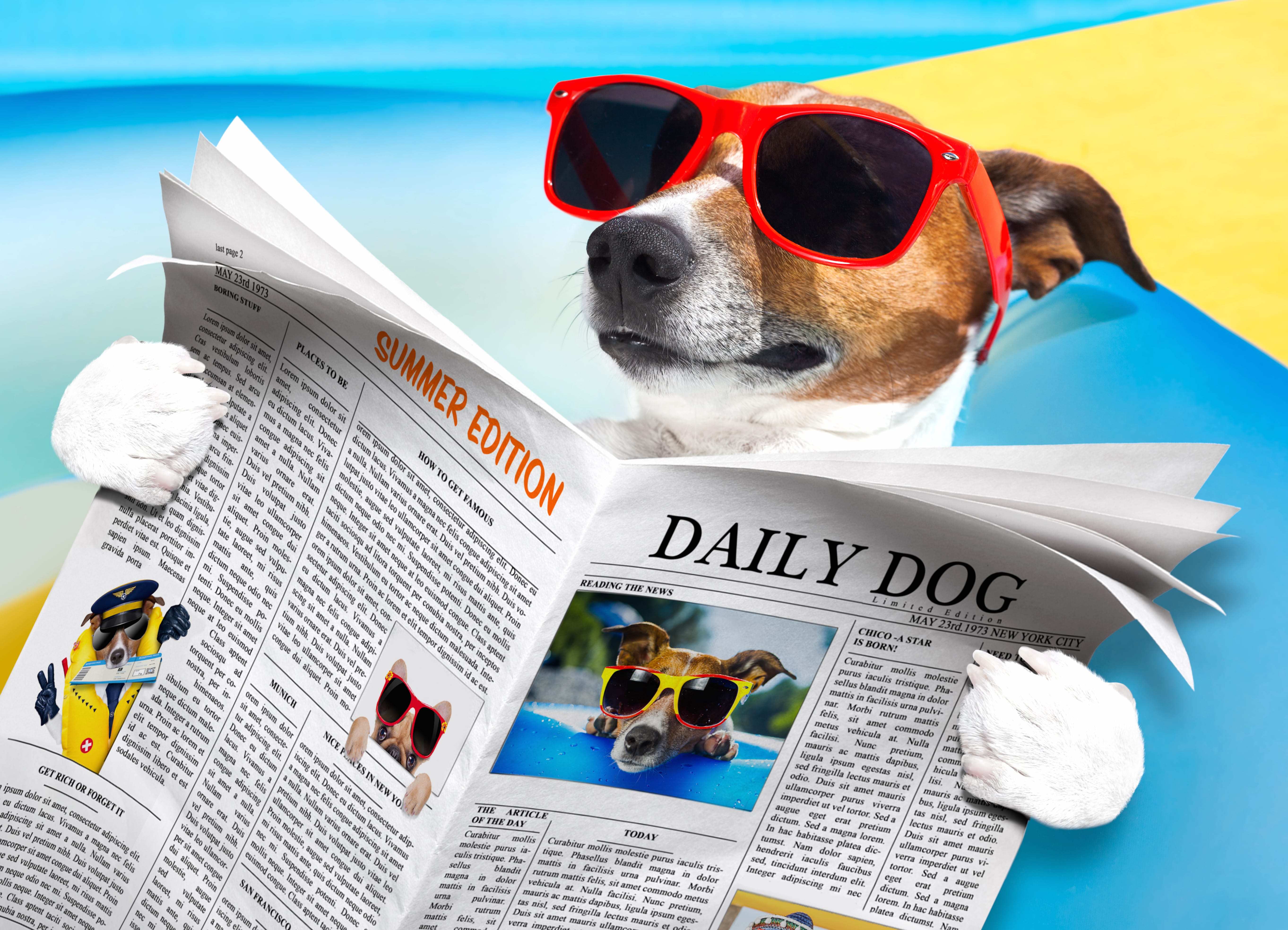 Summer Fun Jack Russell - wallpapers HD Summer Fun Jack Russell - wallpapers HD quality