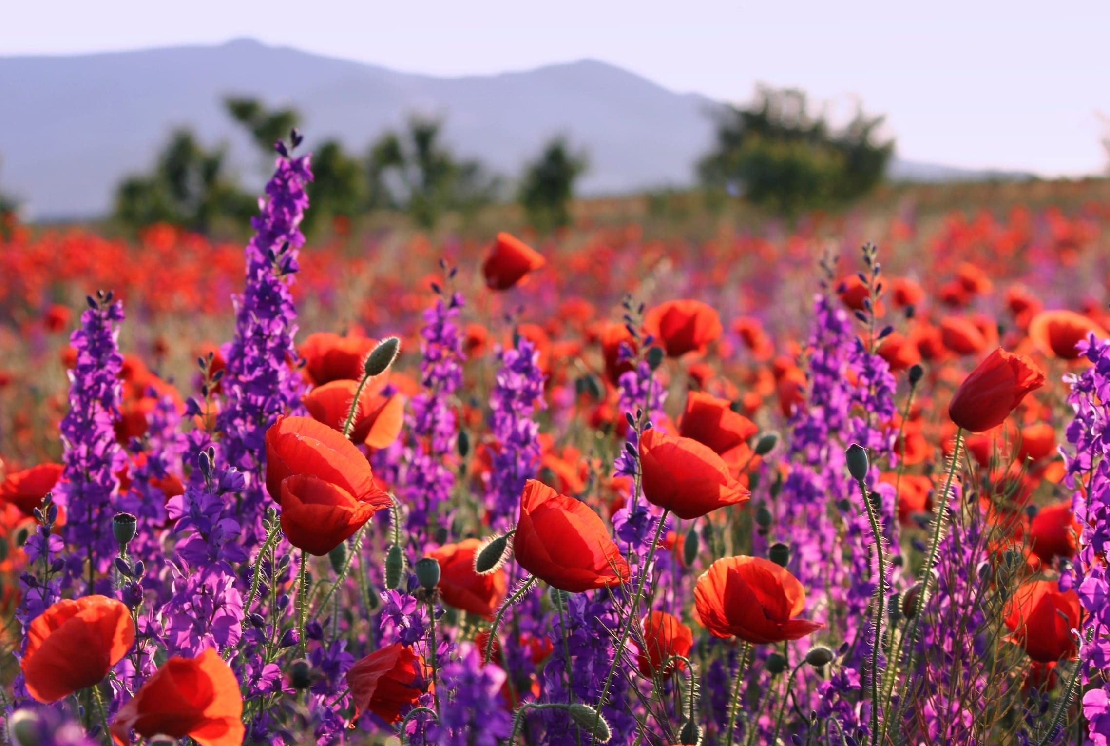 Summer Poppies in Bloom - at 2048 x 2048 iPad size wallpapers HD quality