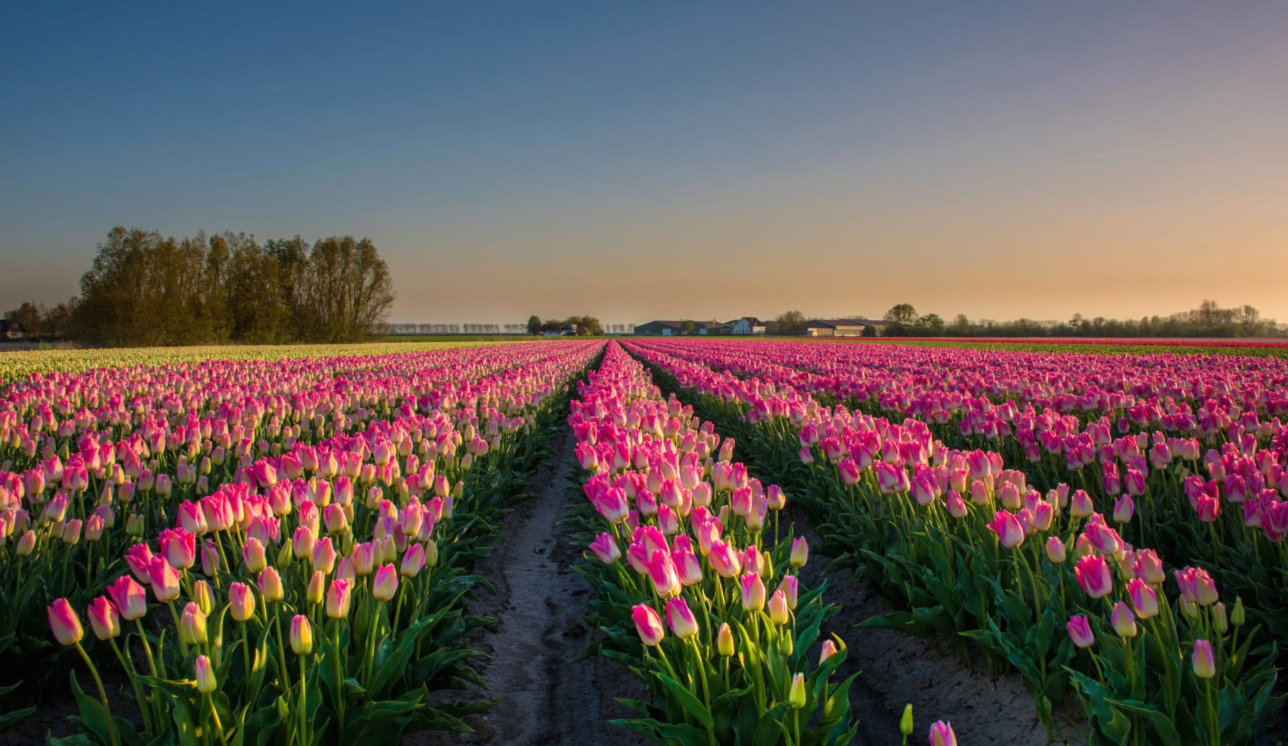 Summer Tulip Field wallpapers HD quality