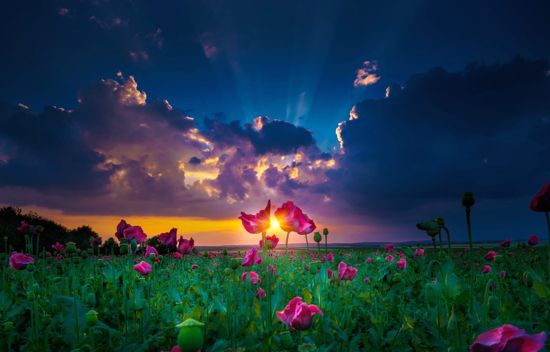 Sunbeam Bliss A Stunning of Pink Flowers in Nature at 320 x 480 iPhone size wallpapers HD quality