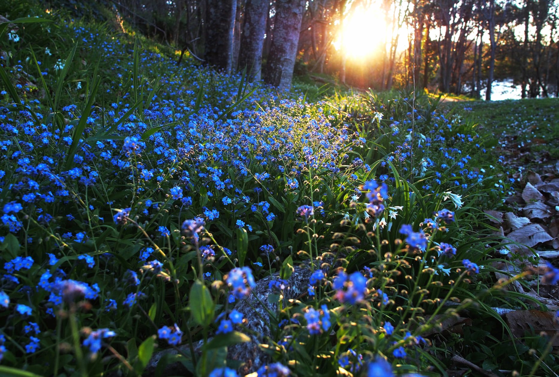 Sunbeam Blue Flower Nature Flower at 640 x 960 iPhone 4 size wallpapers HD quality