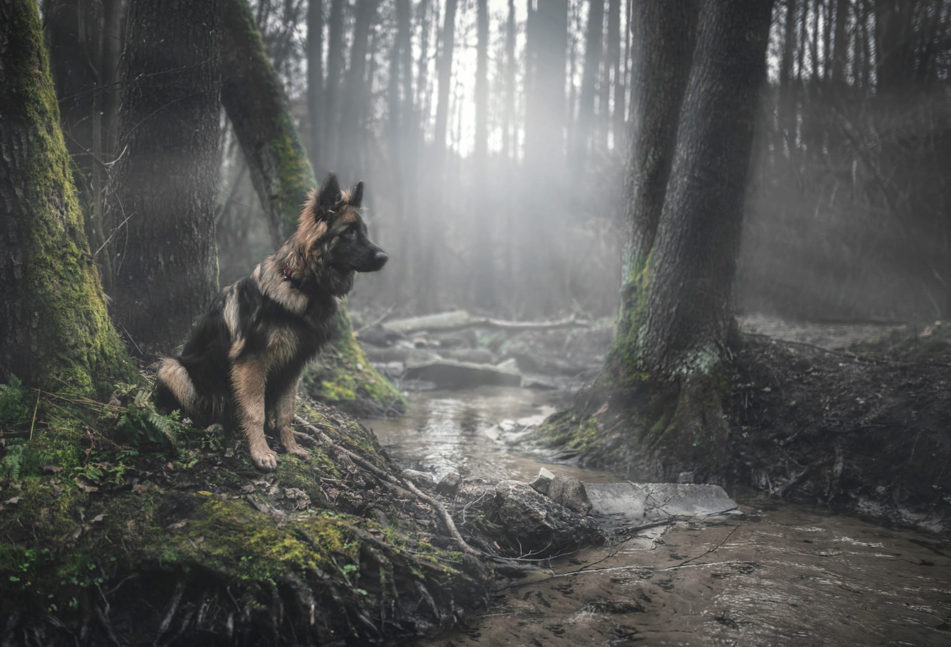 Sunbeam Forest Stream with German Shepherd - wallpapers HD quality