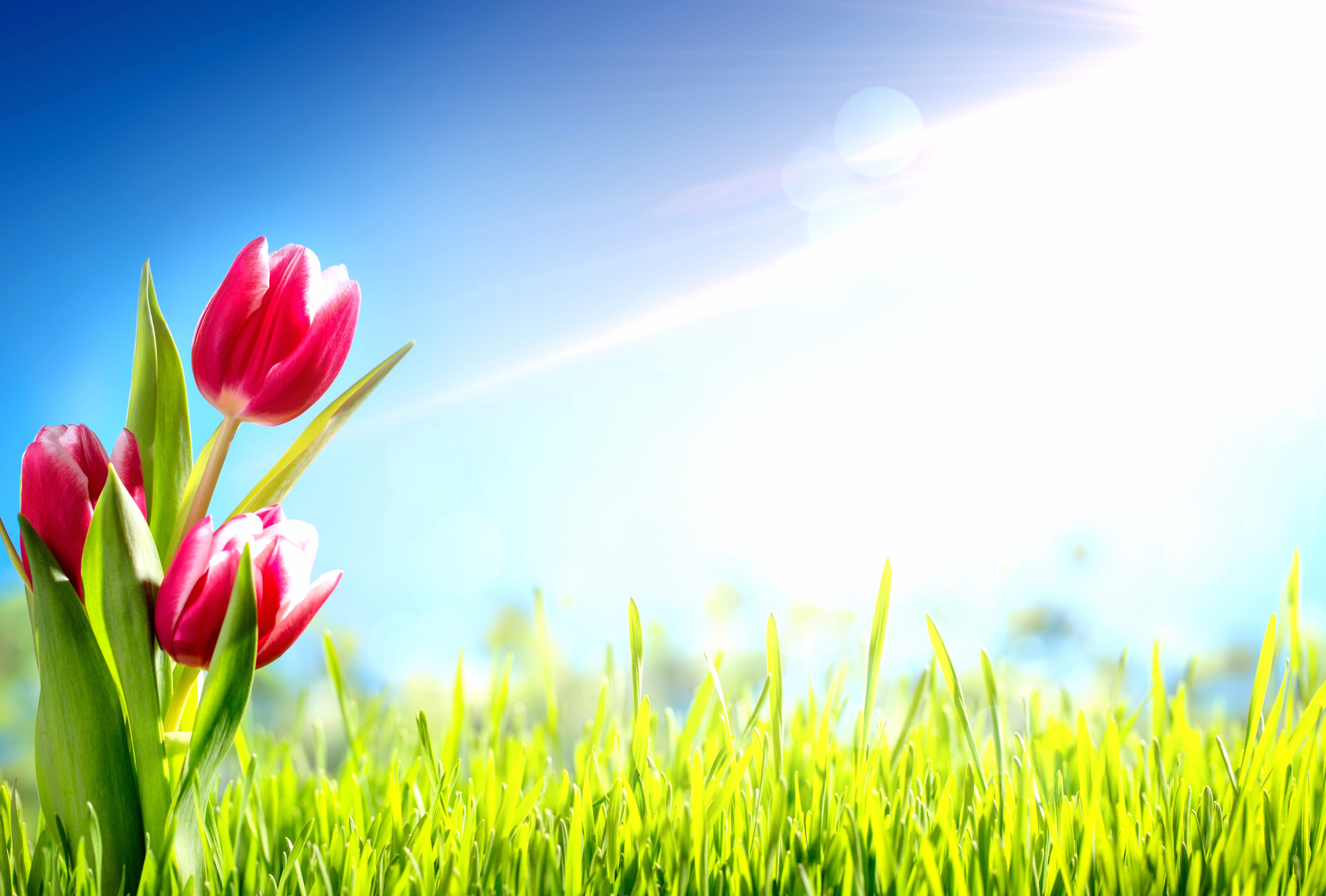 Sunbeam Sunny Nature Grass Pink Flower Flower Tulip at 640 x 960 iPhone 4 size wallpapers HD quality