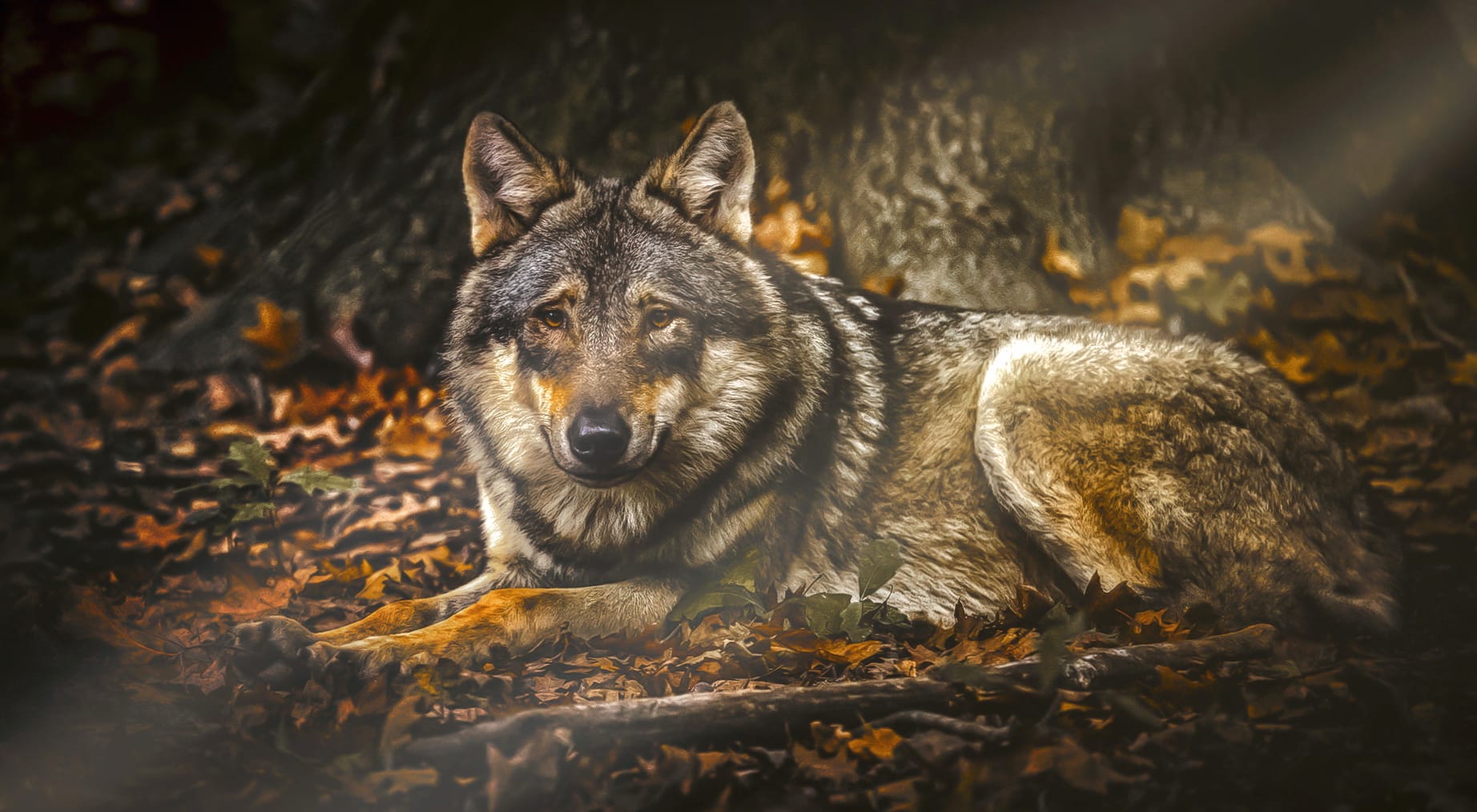 Sunbeam Wolf wallpapers HD Sunbeam Wolf wallpapers HD quality