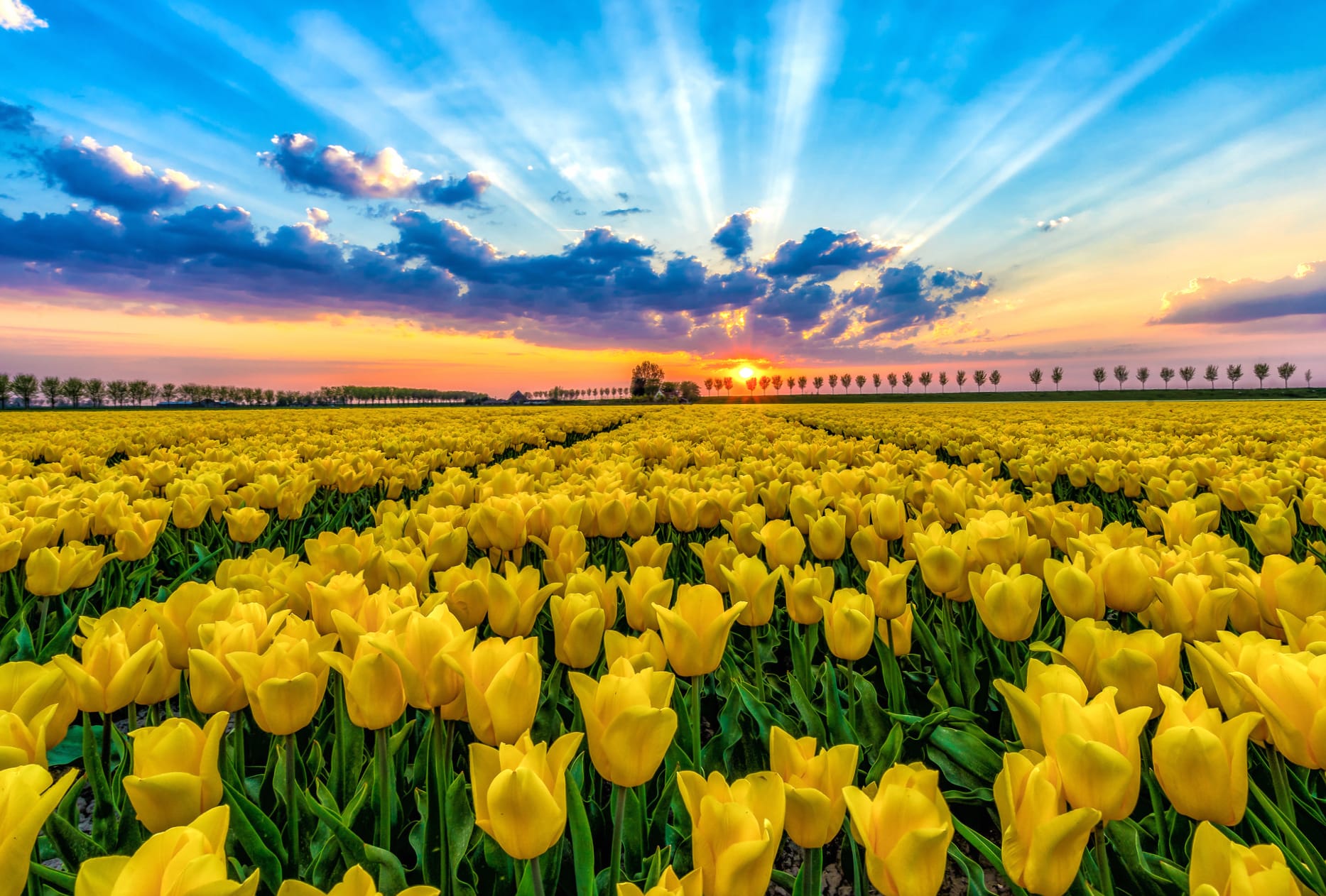 Sunbeam Yellow Flower Sunset Field Flower Nature Tulip wallpapers HD quality