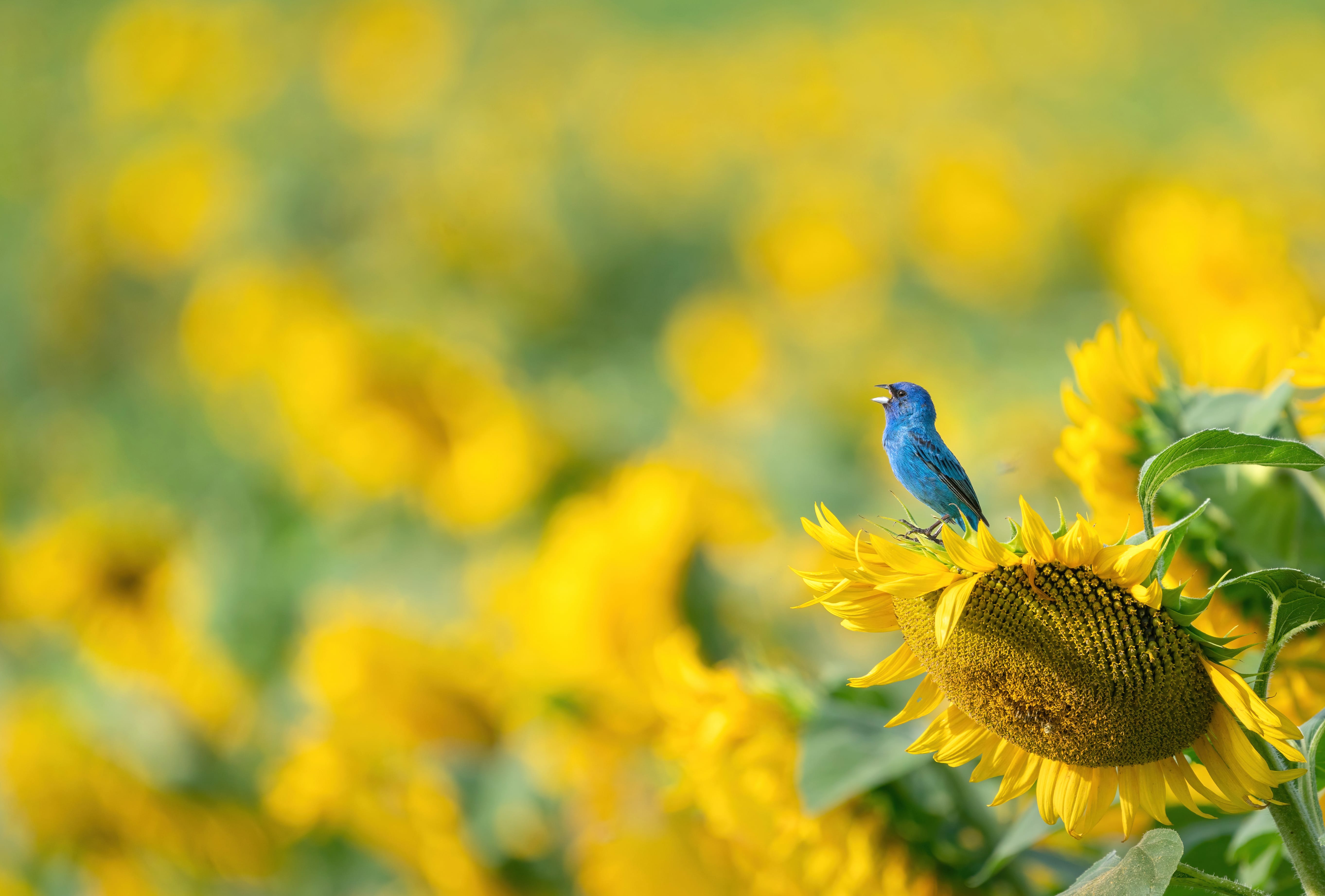 Sunflower Animal Indigo Bunting at 2560 x 1440 HD size wallpapers HD quality