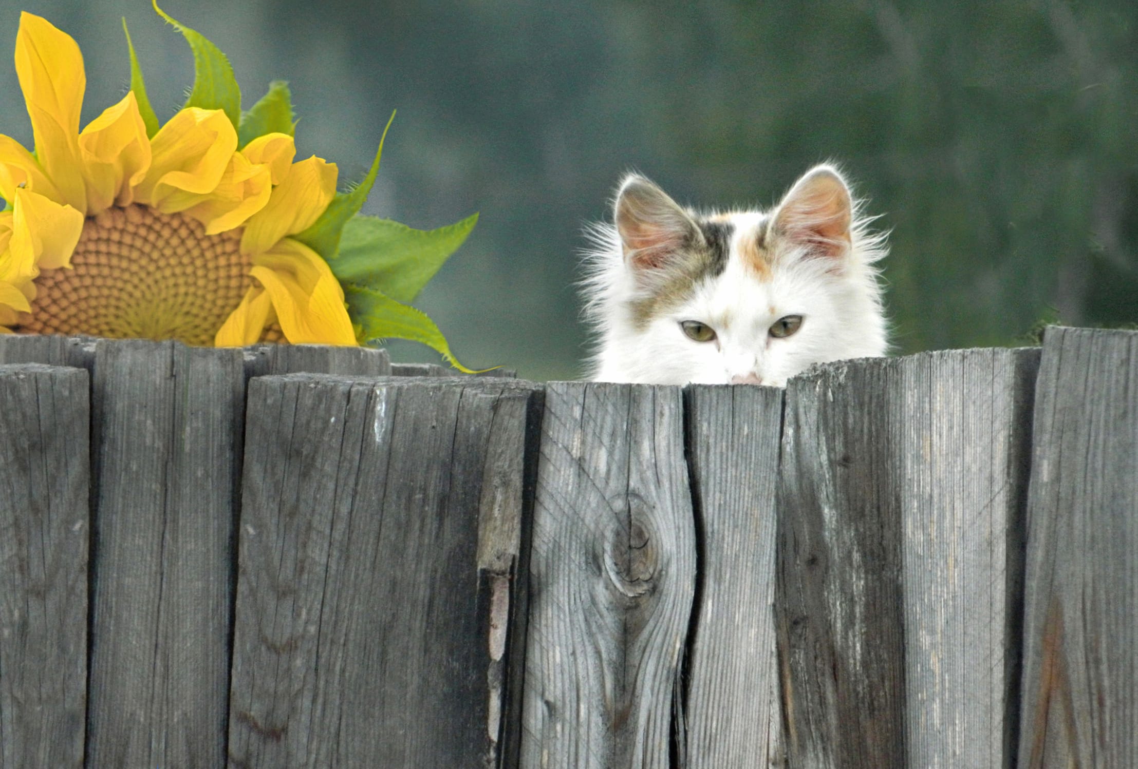 Sunflower Fence Stare Animal Cat at 640 x 1136 iPhone 5 size wallpapers HD quality