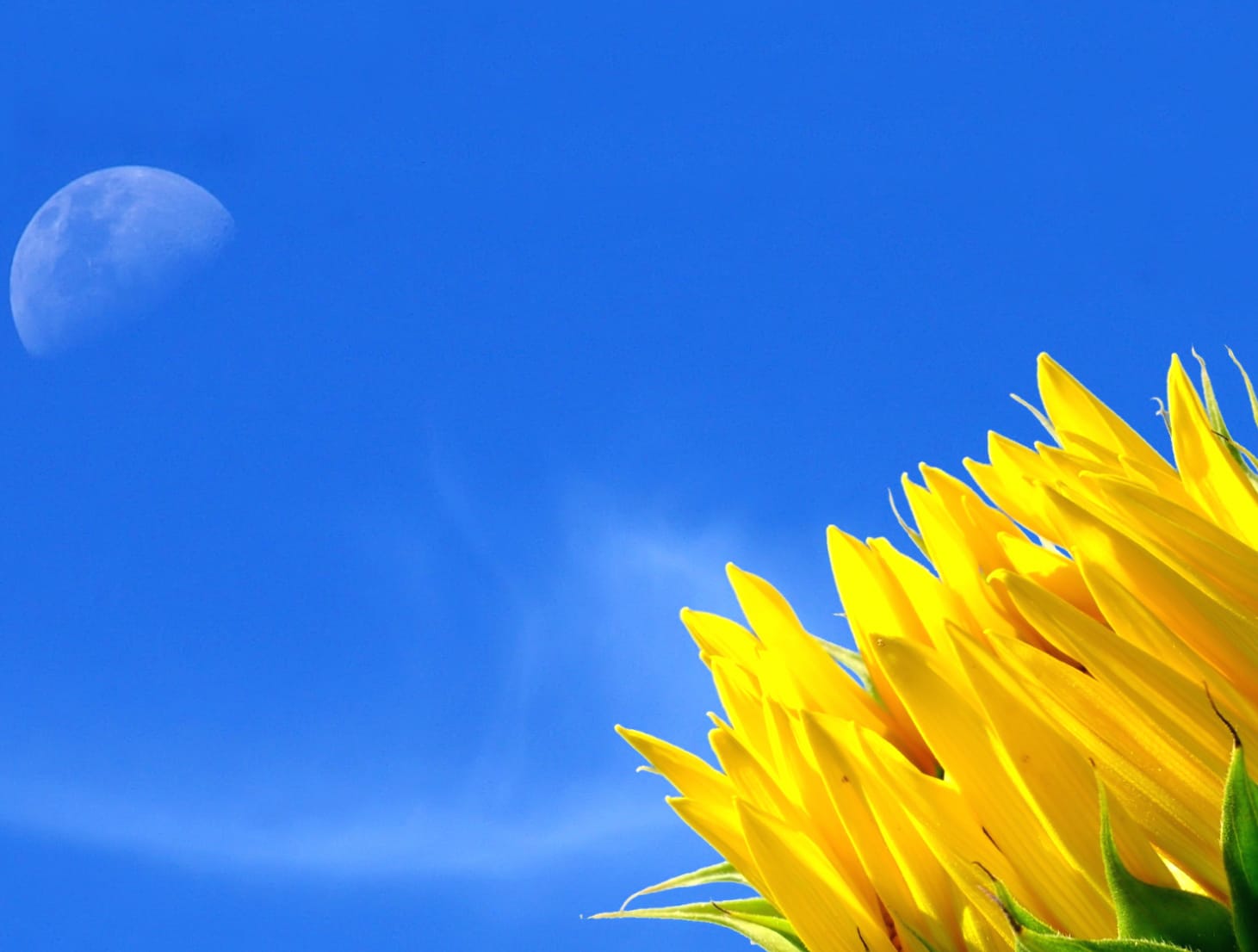 Sunflower Sky wallpapers HD quality