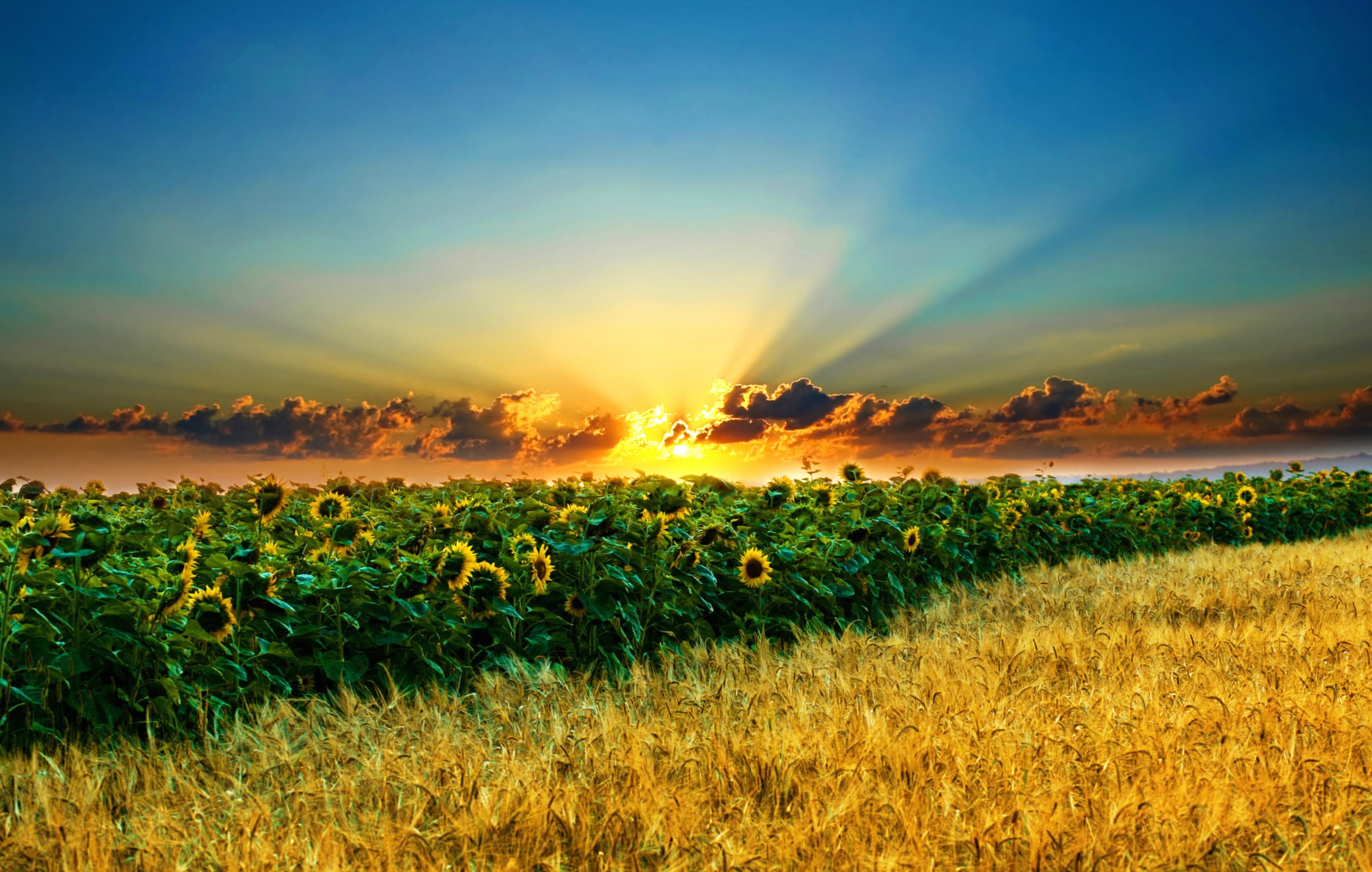 Sunflower Sunset A Captivating wallpapers HD quality