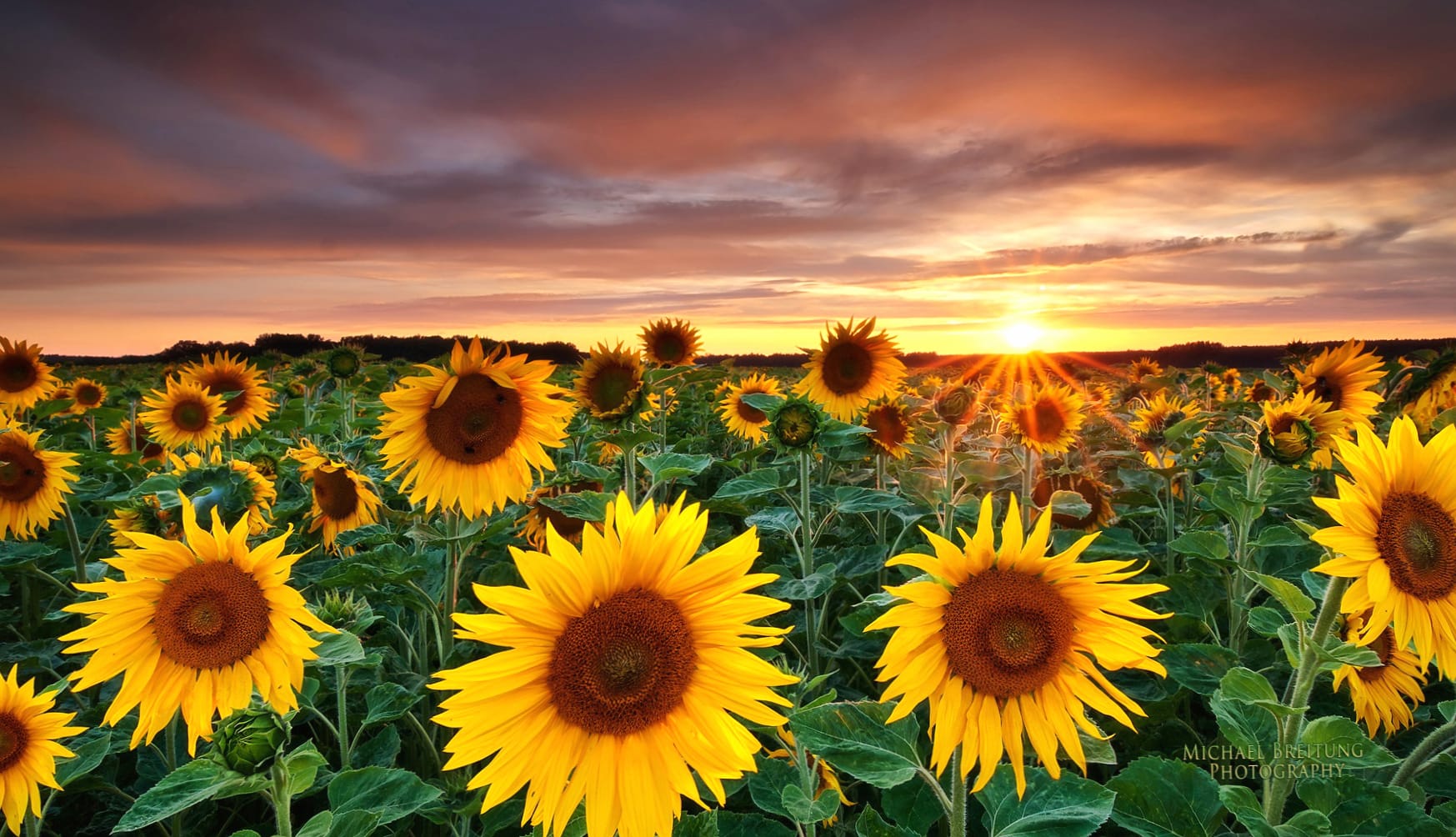 Sunflower Sunset HD Nature Wallpaper wallpapers HD quality