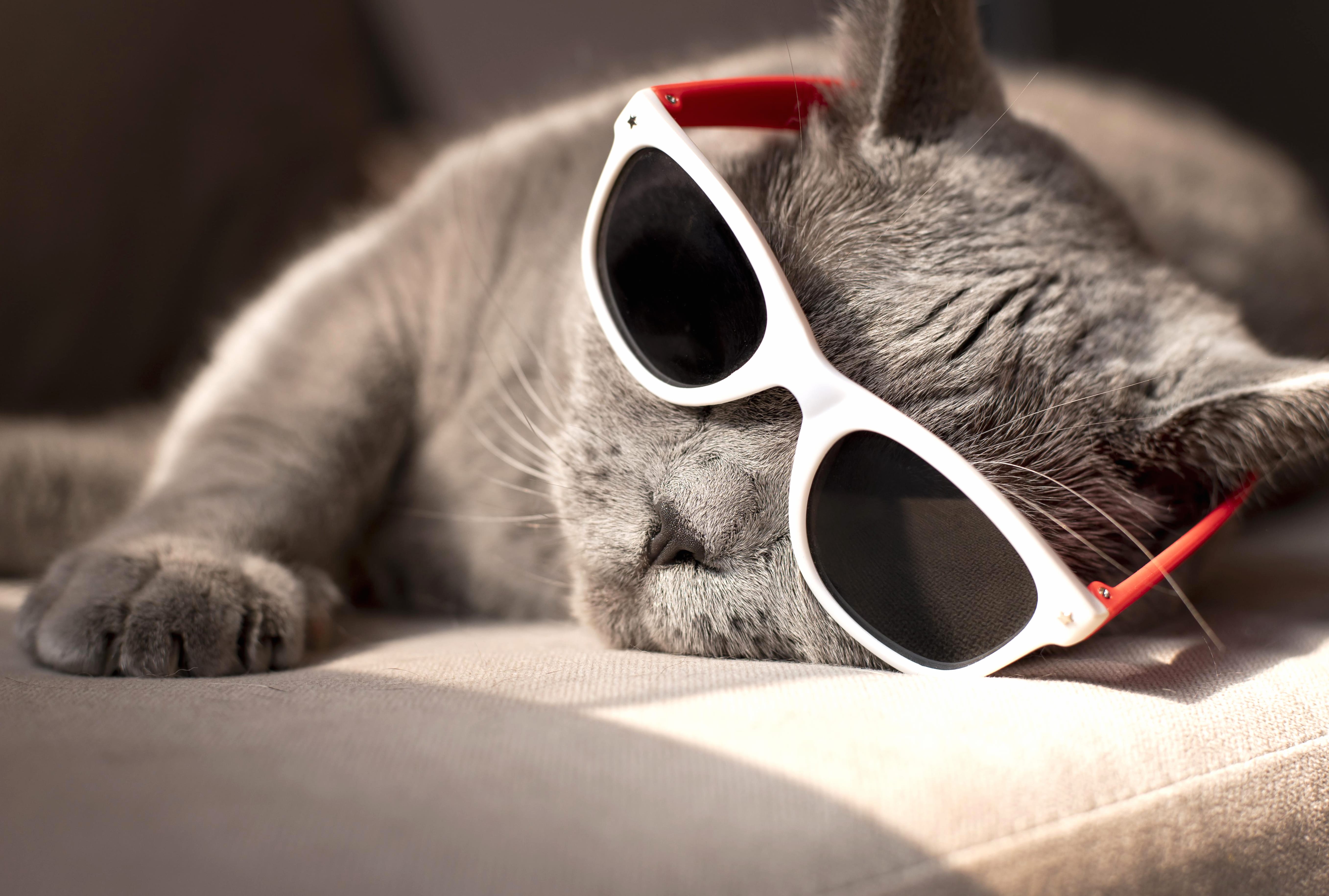 Sunglasses Animal Cat at 1152 x 864 size wallpapers HD quality