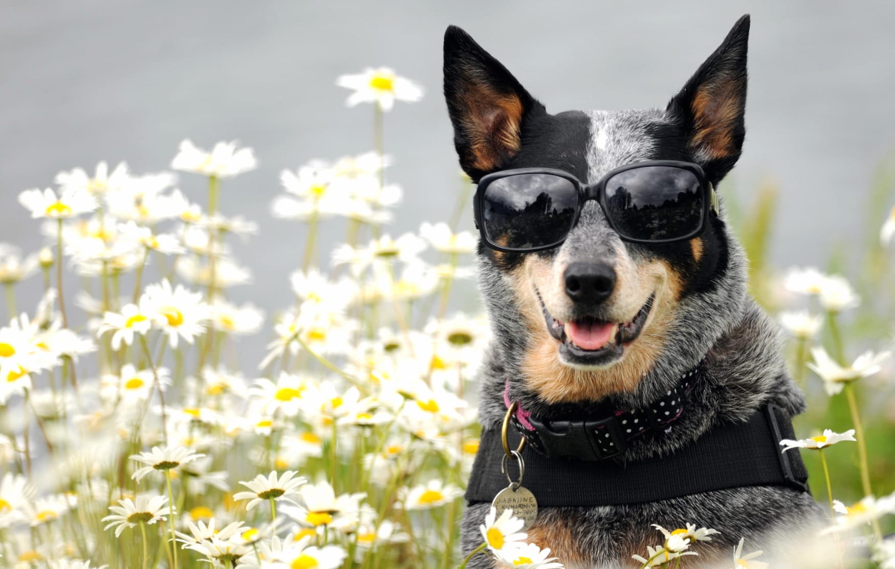 Sunglasses Flower Daisy Dog Animal Australian Cattle Dog wallpapers HD quality