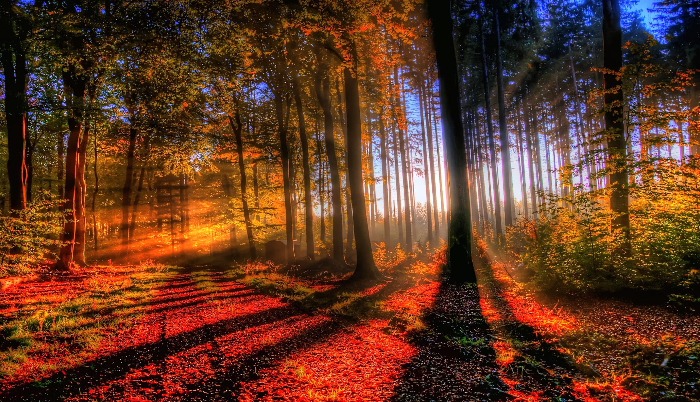 Sunlit Autumn Forest - wallpapers HD quality