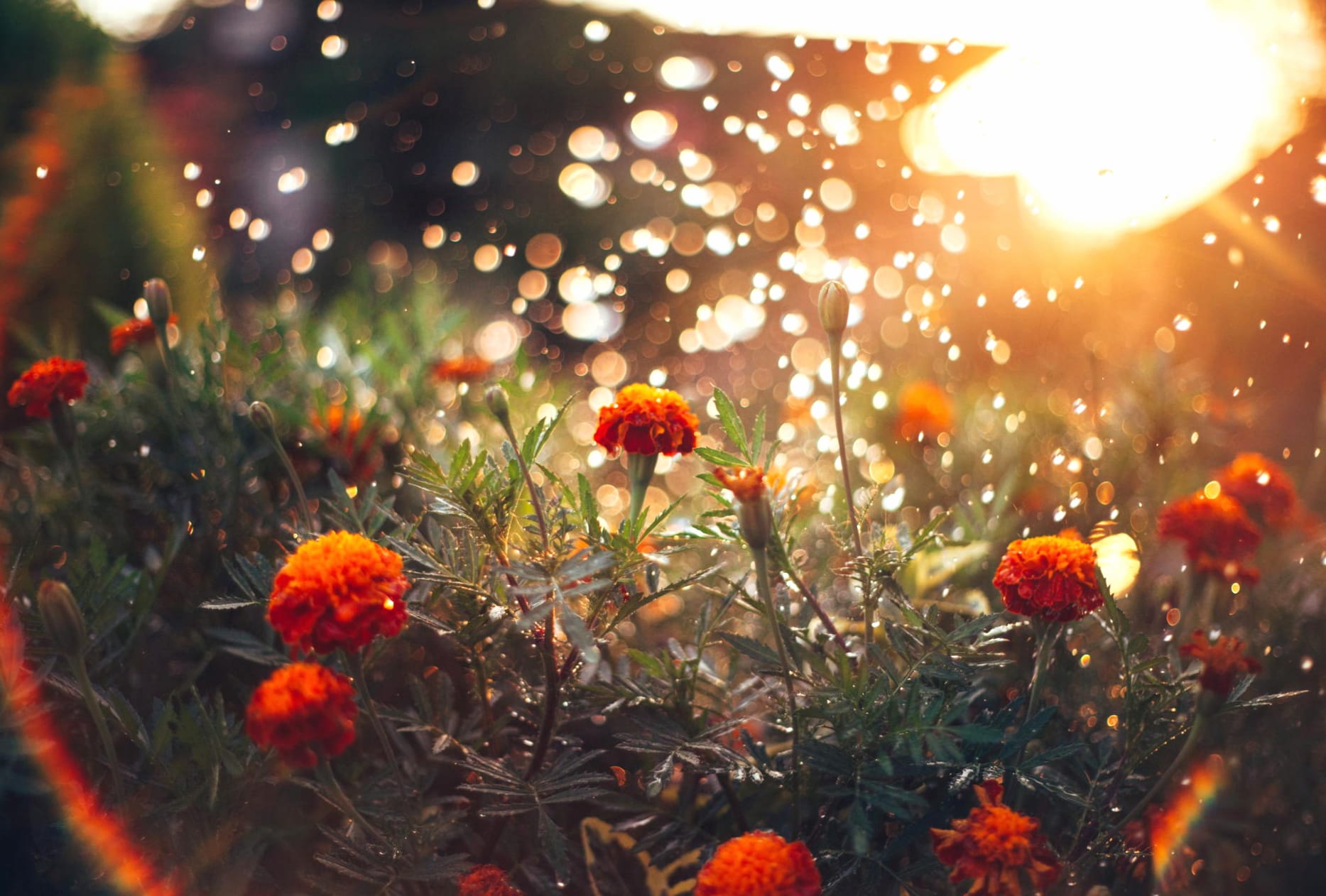 Sunny Marigold Beauty - wallpapers HD quality