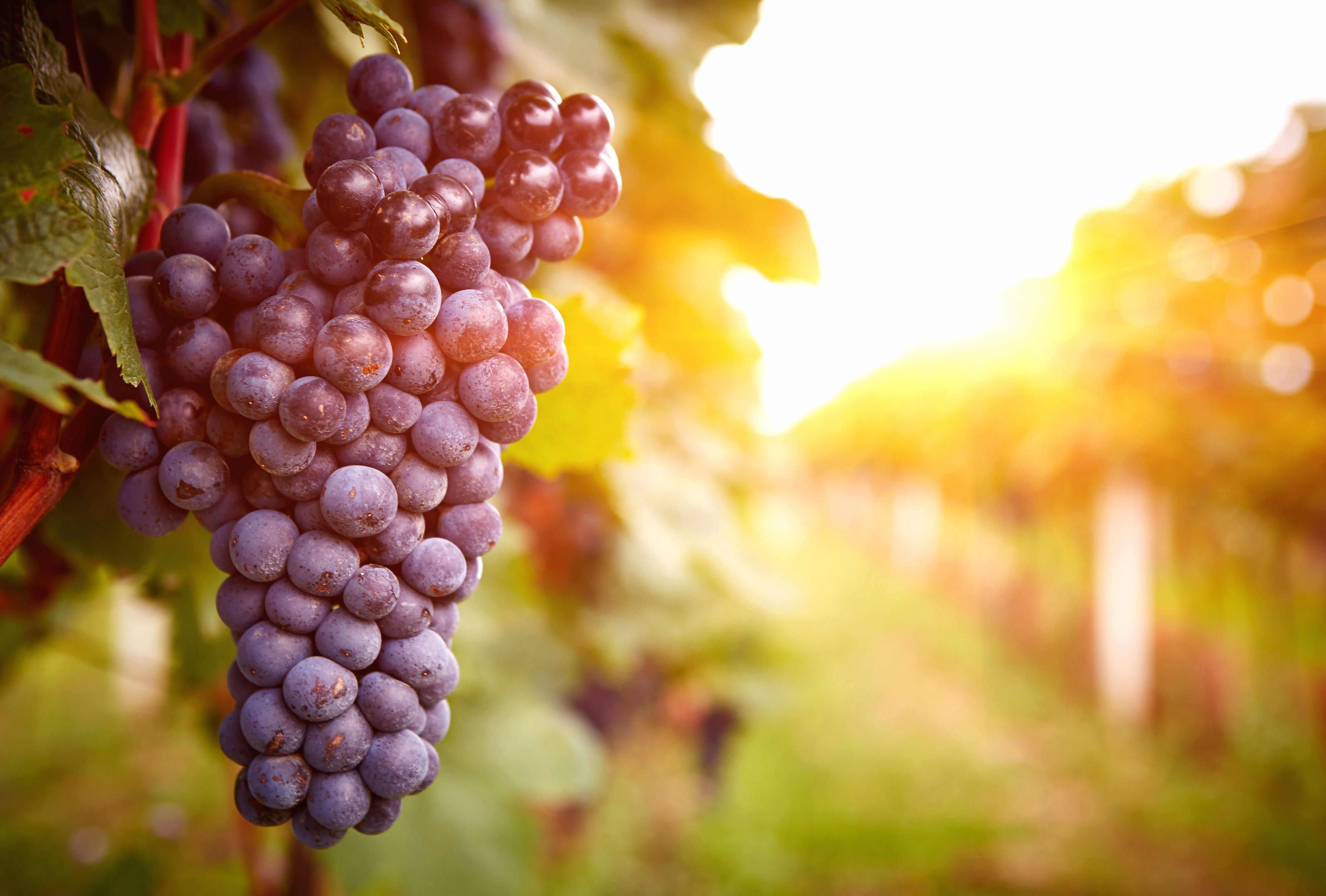 Sunny Vineyard Grapes - wallpapers HD quality