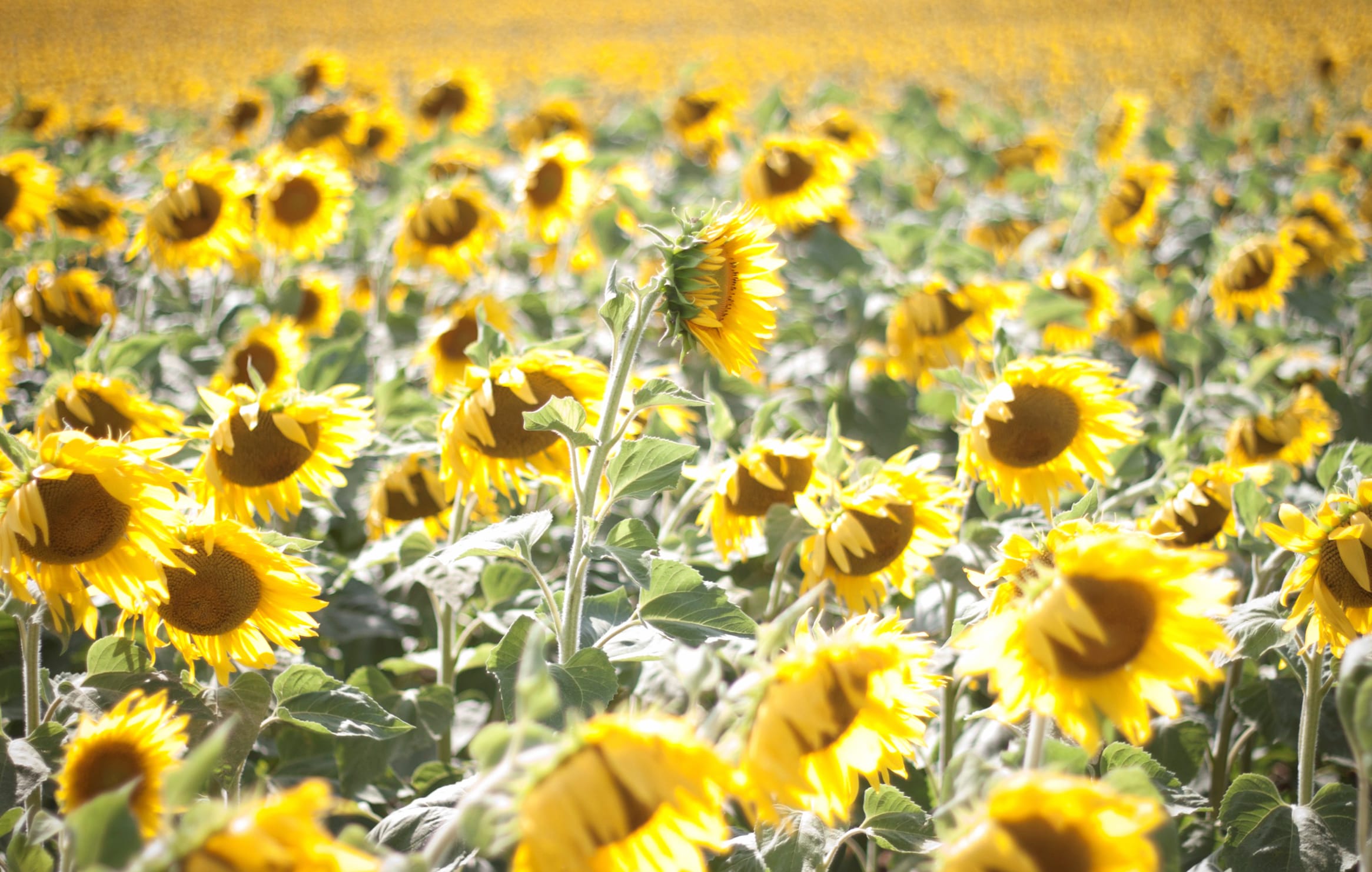 Sunny Yellow Flower France Flower Field Nature Sunflower wallpapers HD quality