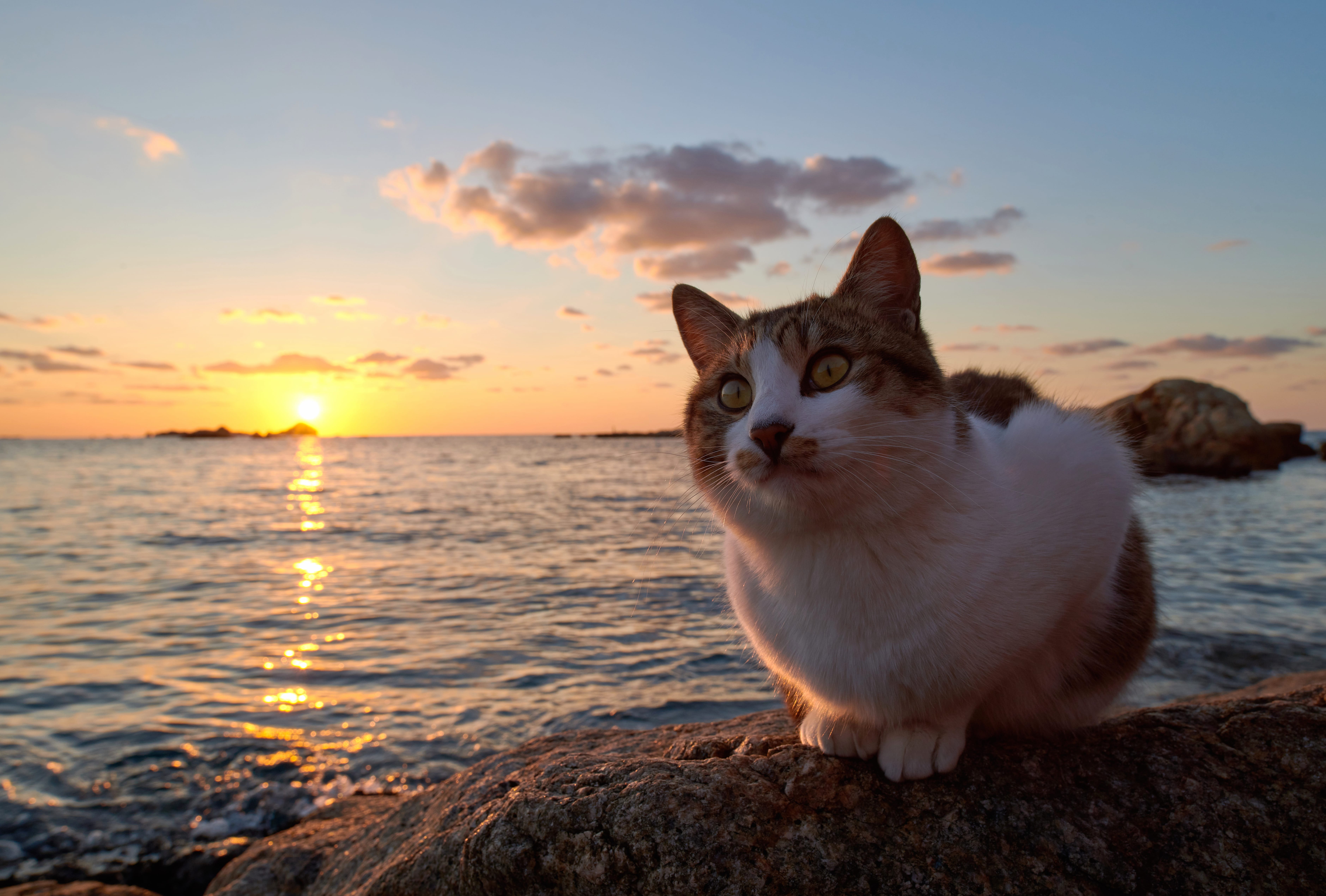 Sunset Animal Cat 8k Ultra wallpapers HD quality