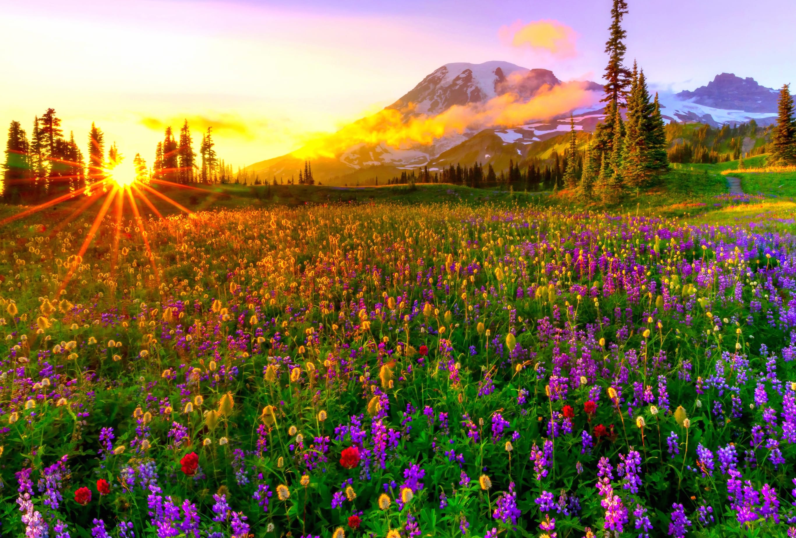 Sunset Field Wildflower Landscape Mountain Flower Meadow Nature Spring wallpapers HD quality