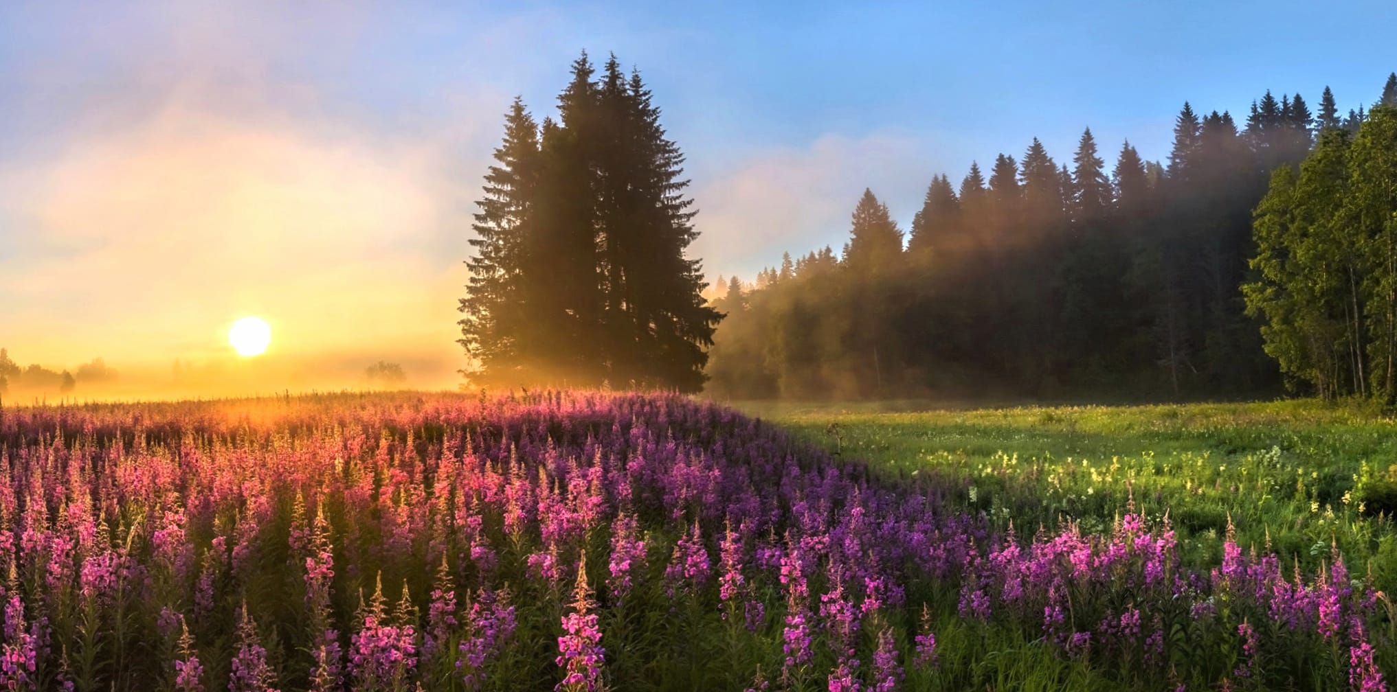 Sunset in a Purple Flower Field - wallpapers HD quality