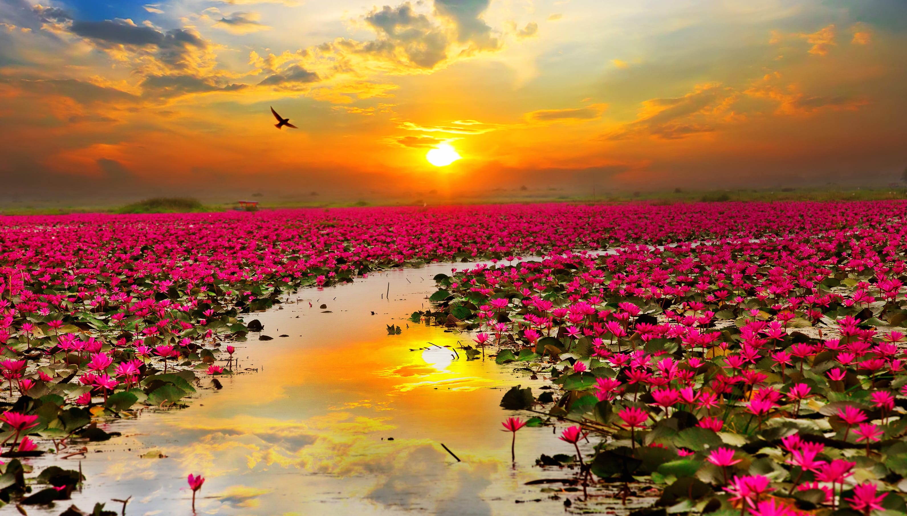 Sunset Lotus Garden wallpapers HD quality