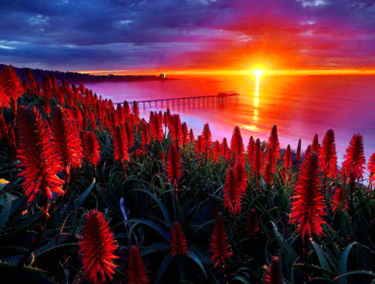 Sunset Over Bridge with Red Flowers - wallpapers HD quality