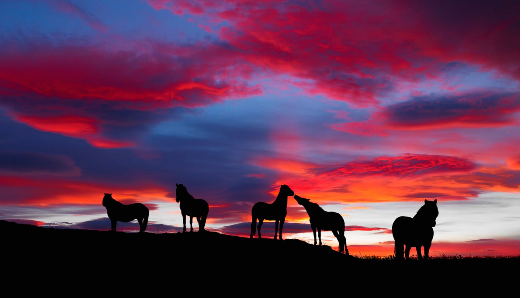 Sunset Silhouettes HD Horse Wallpaper wallpapers HD quality