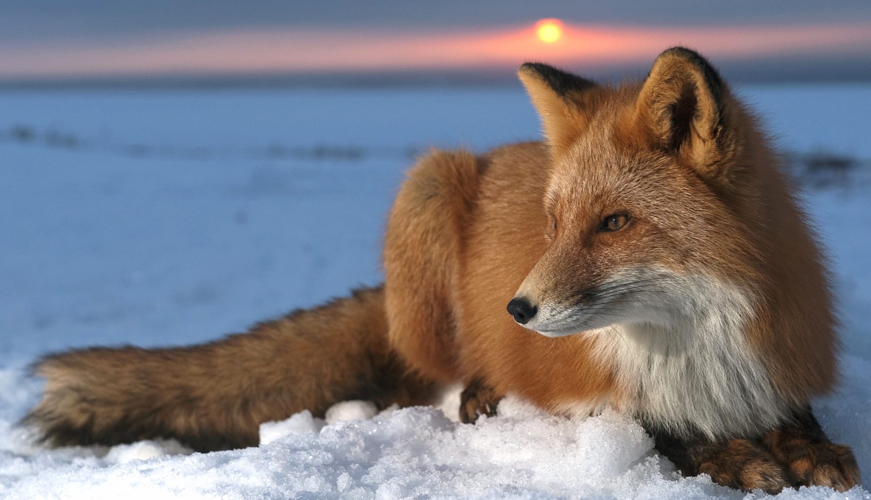 Sunset Snow Fox at 1536 x 864 HD size wallpapers HD quality