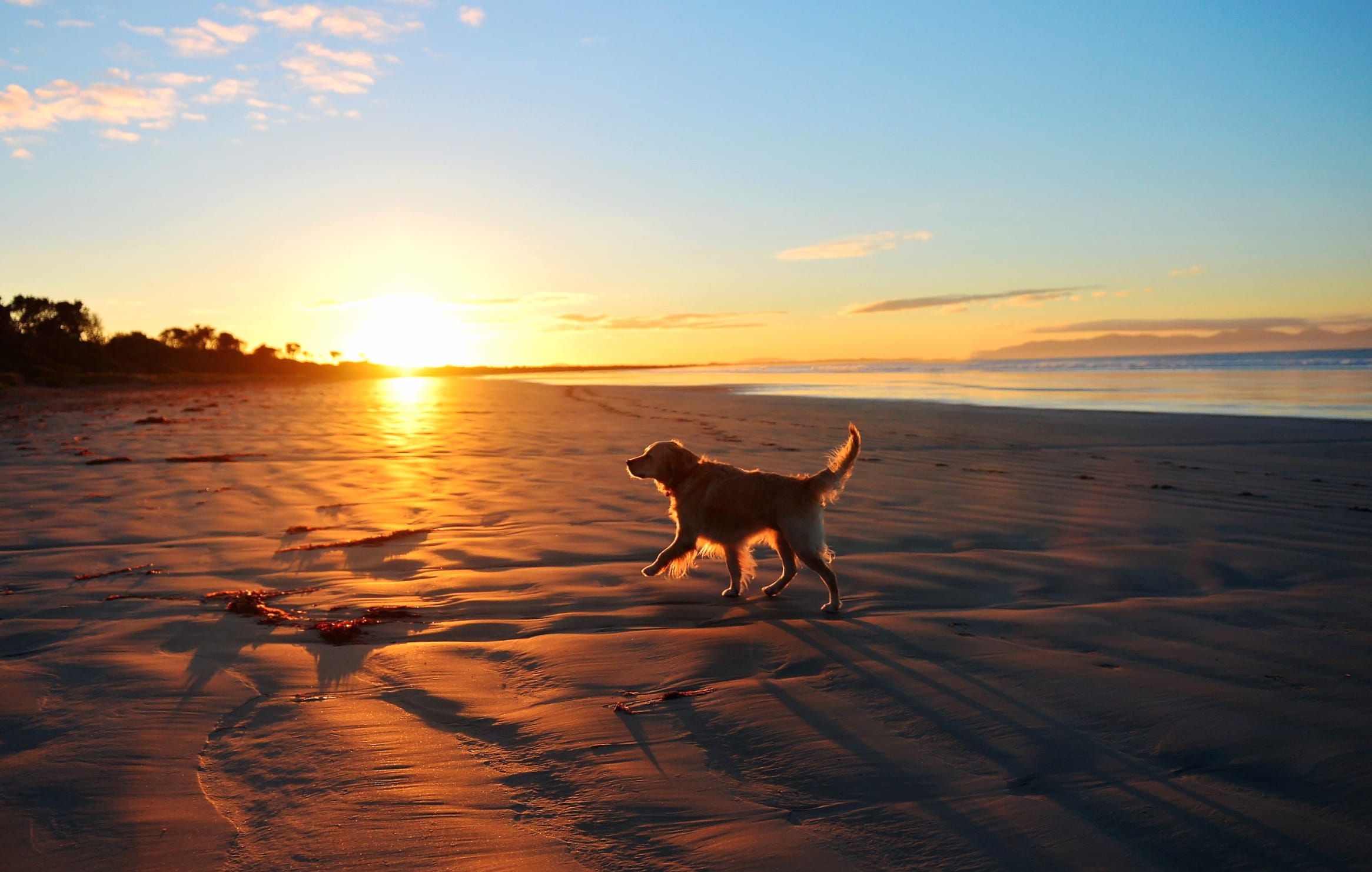 Sunset Stroll - Dog on Beach at 1600 x 1200 size wallpapers HD quality