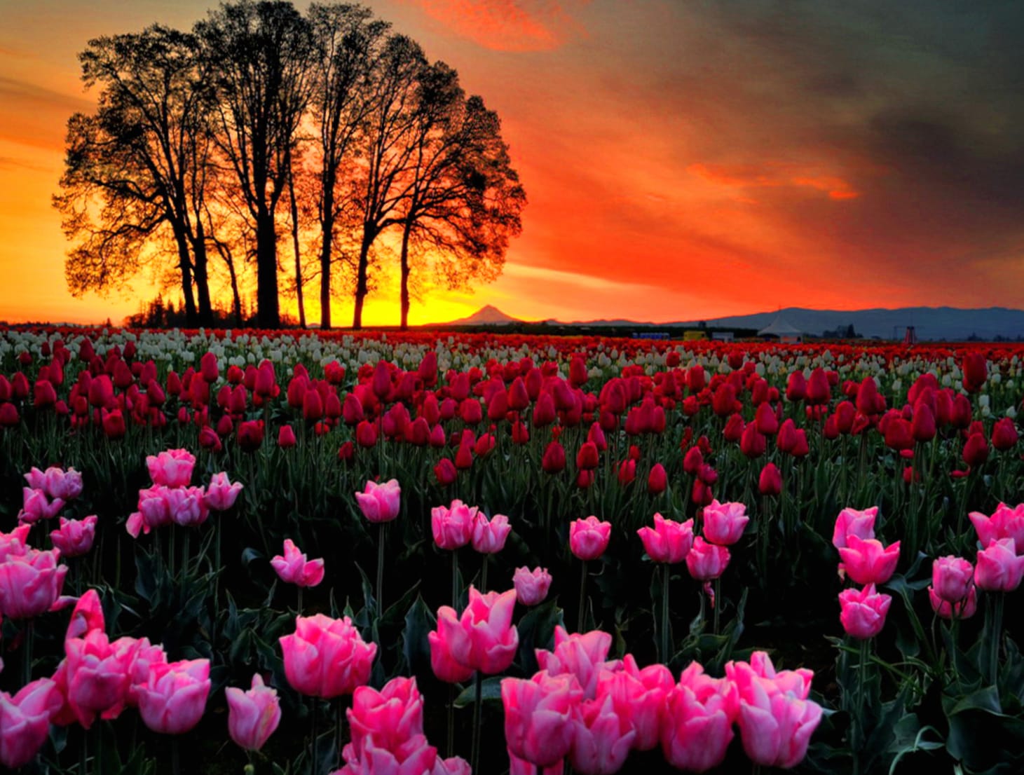 Sunset Tulip Bliss at 1280 x 960 size wallpapers HD quality