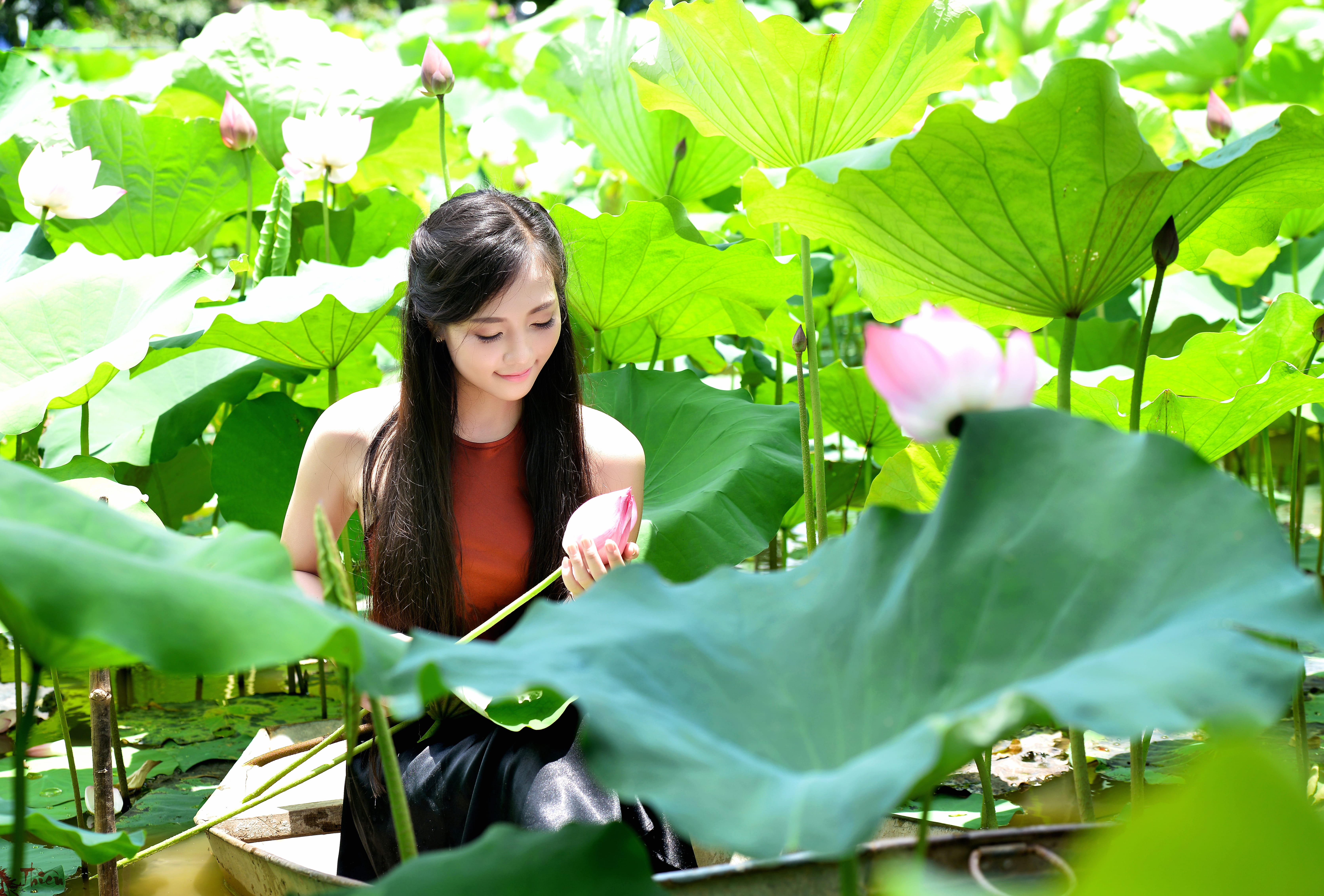 Sunshine & Lotus Vietnamese Serenity in wallpapers HD quality