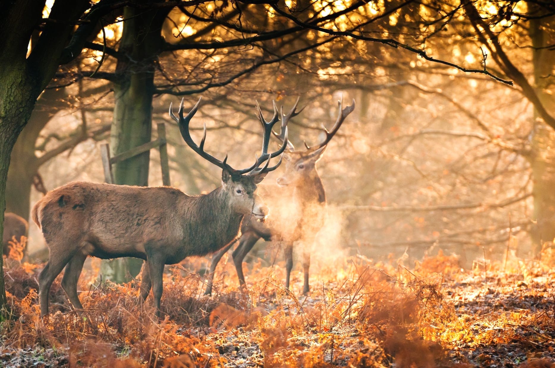 Sunshine Forest Fall Animal Deer wallpapers HD quality