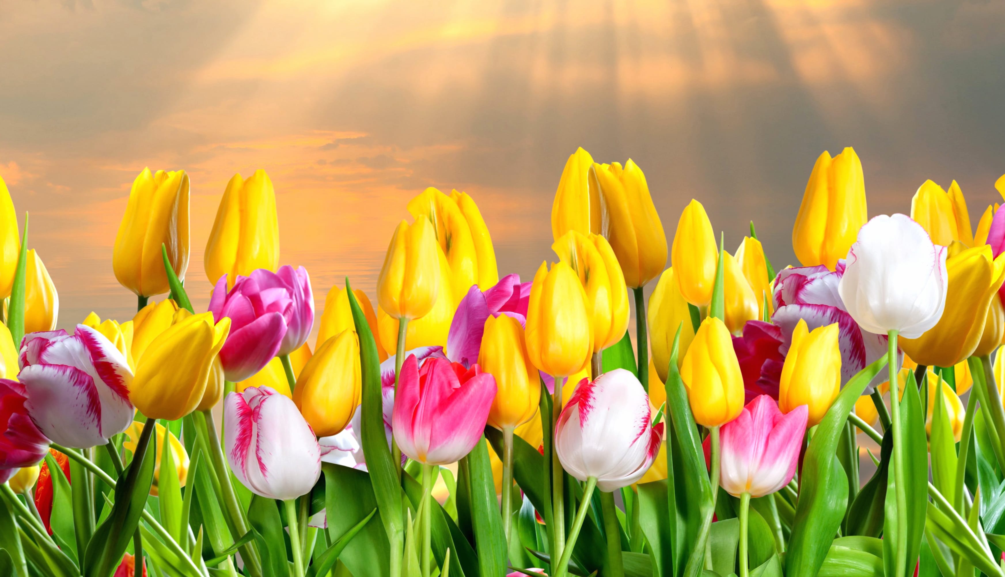 Sunshine Tulips A Vibrant HD Floral Delight wallpapers HD quality